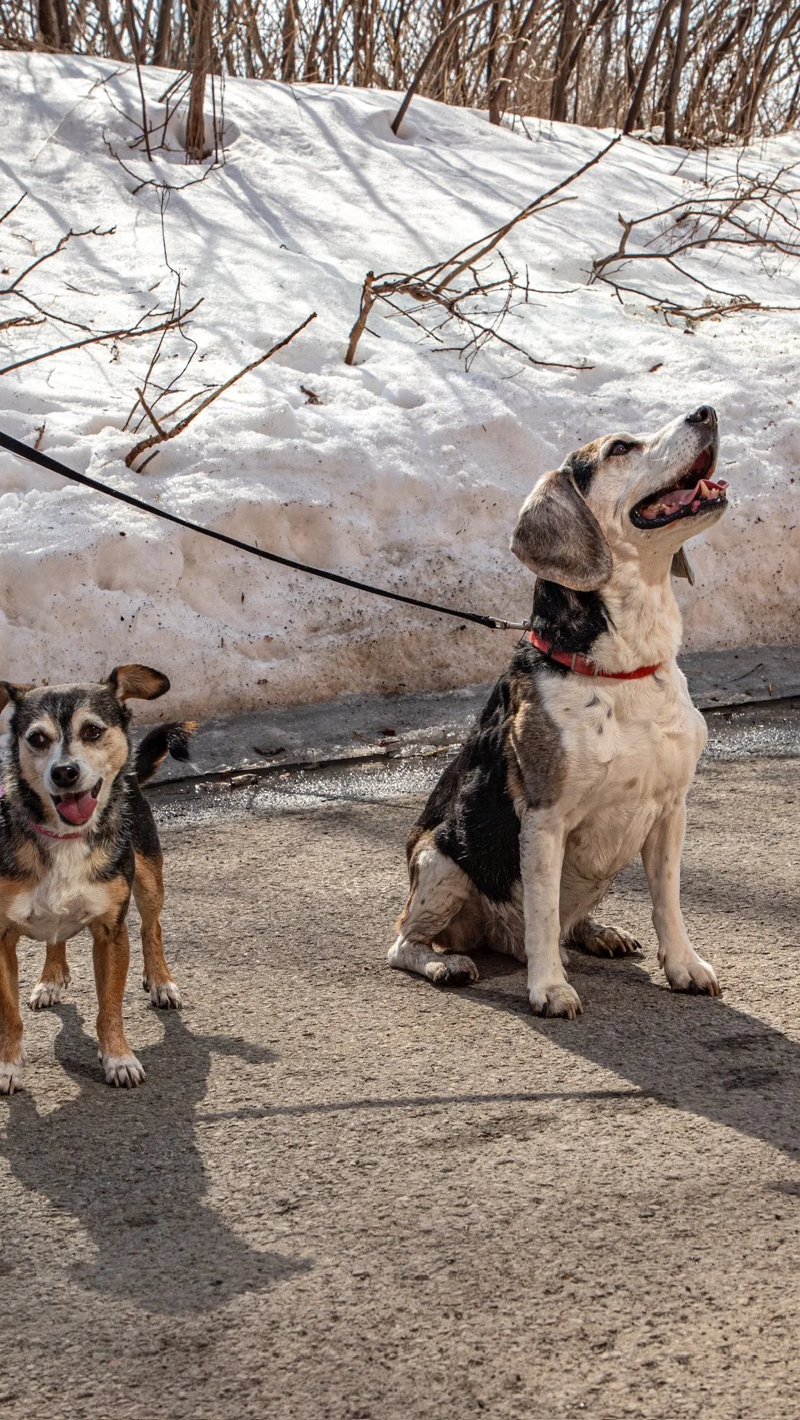 Picasso doesn’t come without Bella! Let’s find this pair a furever family.
#rescuedogs #rehoming #foreverhome #dogpack #montreal
πΈ@clicksxchris