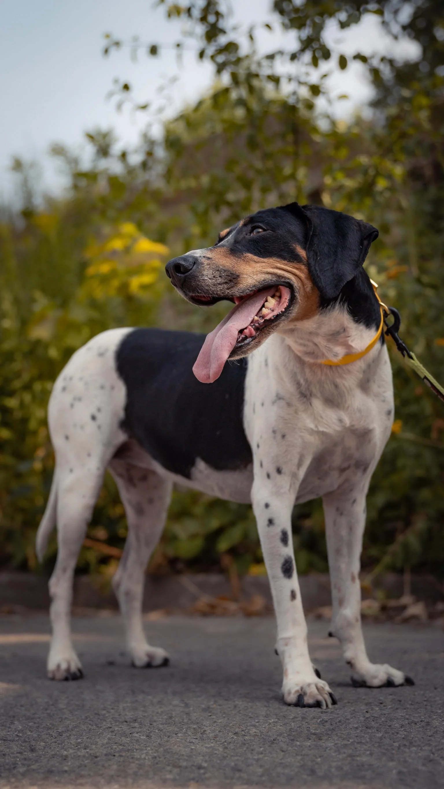 Meet Cookieπ She’s the queen of bedtime cuddles, obsessed with her blankets, and let’s just say… toys confuse her a little. But food? Oh, she’s a total foodie!
Calm, quirky, and full of love — Cookie’s just wai