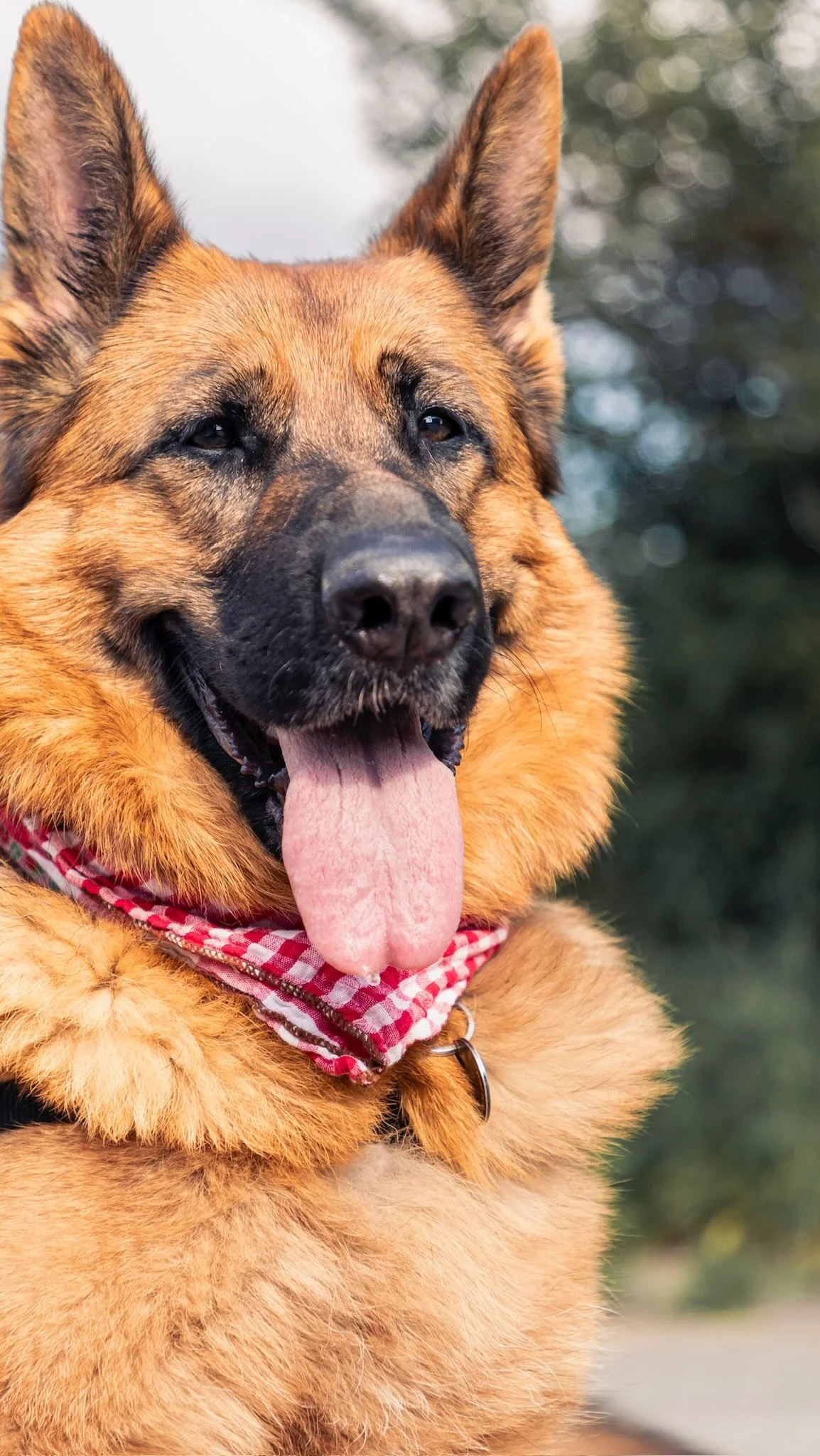 Dogs don’t just fill our homes, they fill our heartsπ«
Sometimes, all we really need is their unconditional love, their goofy smiles, and that unshakable bond that reminds us we’re never aloneπ«Άπ½
Because at the end of the day, dogs are