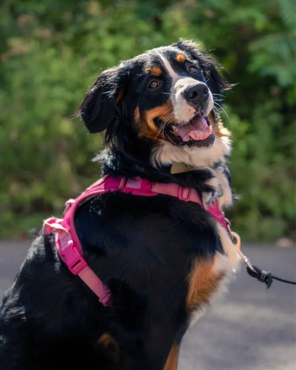 Meet Sorbet π§
She is sweet, 1-year-old Bernese Mountain Dog looking for her forever family!
Sorbet it affectionate, playful, and happiest when she’s by your side giving cuddles and kisses. Due to changes in her previous family’s life, So