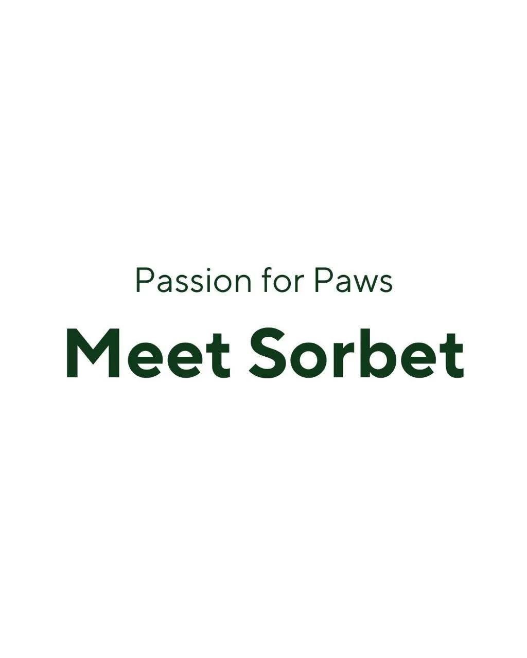 Sorbet is the newest addition to the Pack! This happy-go-lucky Bernese Mountain Dog loves walks, dog parks, car rides, and pretty much any adventure you’ll take her on. At just 1 year old, she’s still learning, but she’s smart, gent