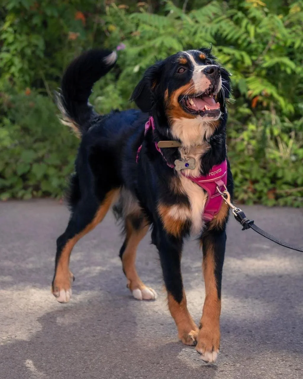 Faites la connaissance de Sorbet π§
Cette adorable bouvier bernois de 1 an cherche sa famille pour la vie!
Sorbet est affectueuse, joueuse et la plus heureuse quand elle est à vos côtés pour donner câlins et bisous. En rai