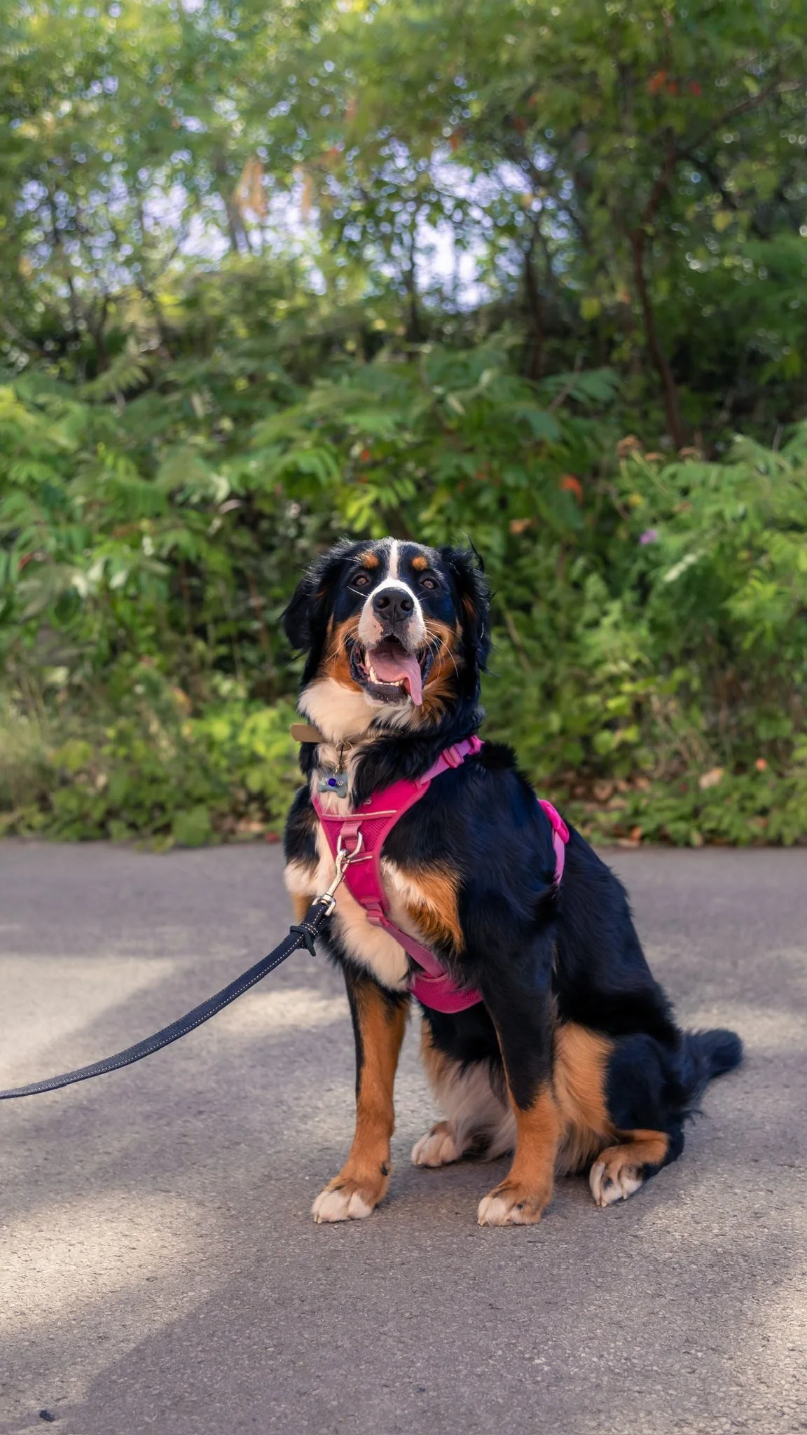 Ever wondered how pups like Sorbet join our Passion for Paws rehoming program? π§
From forms to evaluations to finding their forever home—here’s how we help dogs get a second chance at love!π©·
#PassionForPaws #RescueDogs #SecondChances
