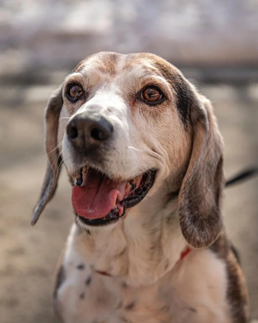 Some love stories are too beautiful to separate, like Bella &amp; Picasso.

This senior duo has spent their lives side by side, and now they&rsquo;re looking for a forever home together.

Bella brings calm steadiness, Picasso adds playful spark&mdash