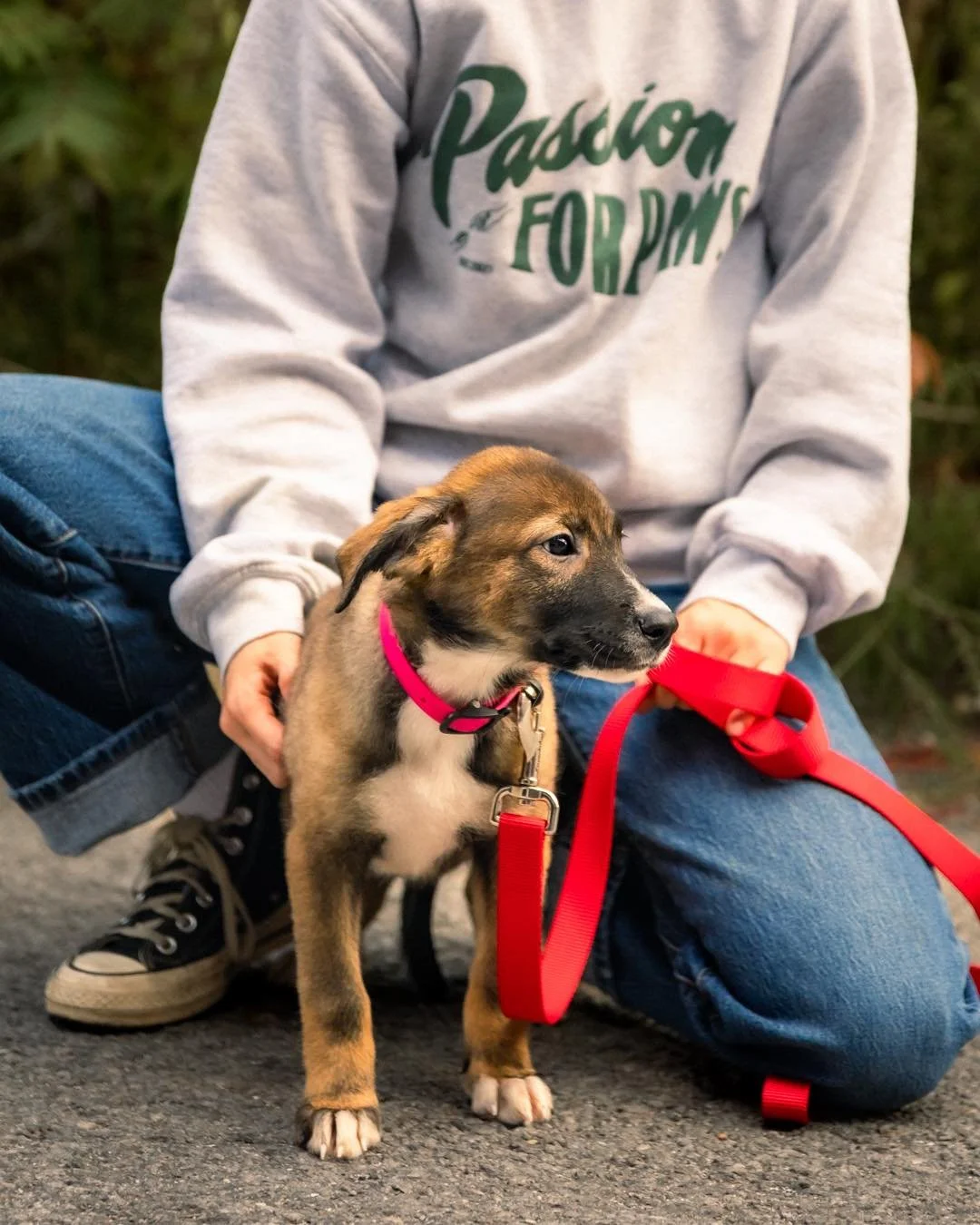 Tous des survivants. Tous r&ecirc;vent d&rsquo;un foyer pour la vie.
 Ces b&eacute;b&eacute;s crois&eacute;s Husky ont d&eacute;j&agrave; travers&eacute; tant d&rsquo;&eacute;preuves, mais gr&acirc;ce &agrave; votre aide, leur avenir peut &ecirc;tre 
