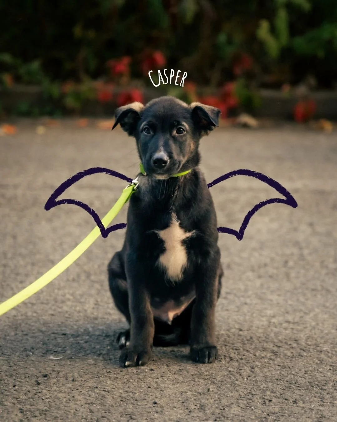 👻🎃 Spooky season just got even cuter!

Join us on October 26, 12&ndash;3 PM at the ATD Clubhouse for our Help the 5 Thrive Halloween event!
 🐶 Doggy costume contest (with prizes!)
 📸 Photobooth memories
 🍩 Paws &amp; Pastries (doggy donuts inclu