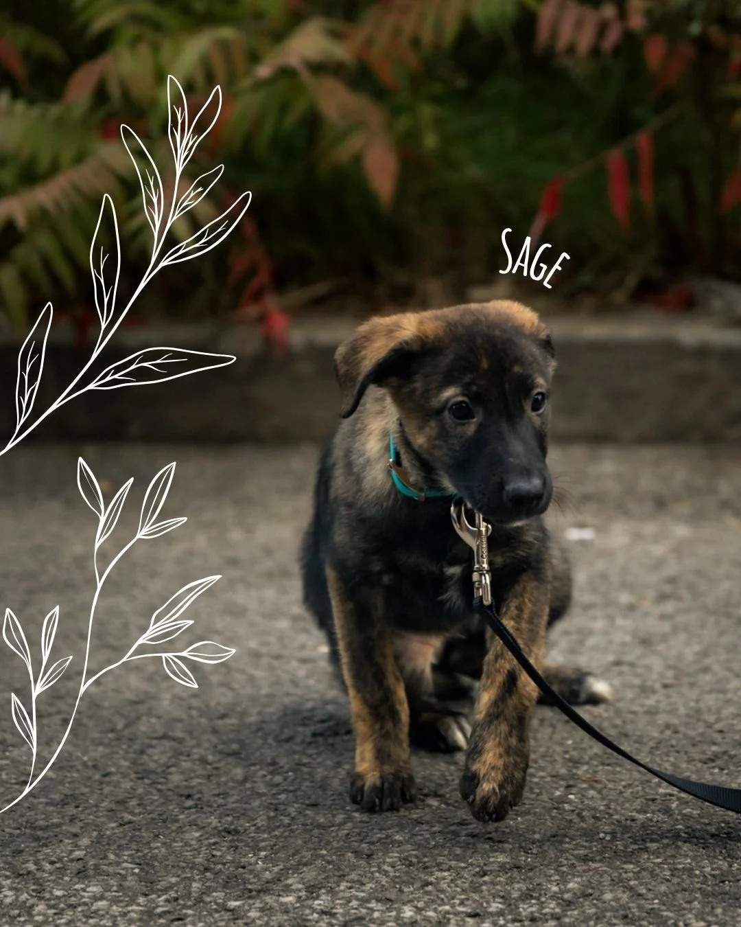 👻🎃 La saison effrayante vient de devenir encore plus mignonne!

Rejoignez-nous le 26 octobre de 12 h &agrave; 15 h au ATD Clubhouse pour notre &eacute;v&eacute;nement d&rsquo;Halloween Help the 5 Thrive!

 🐶 Concours de costumes (avec prix!)
 📸 P