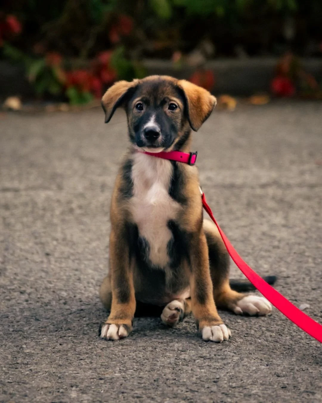 Five tiny Husky mix puppies. One heartbreaking rescue. Endless hope.
Meet the newest members of our Pack : survivors of a hoarding situation, now safe, loved, and ready to grow stronger every day.
But their journey is just beginning: vet visits, v