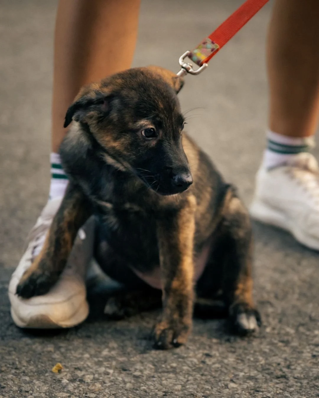 Cinq petits chiots croisés Husky. Un sauvetage déchirant. Une dose infinie d’espoir.
Voici les nouveaux membres de notre meute : des survivants d’une situation d’accumulation, maintenant en sécurité, aim