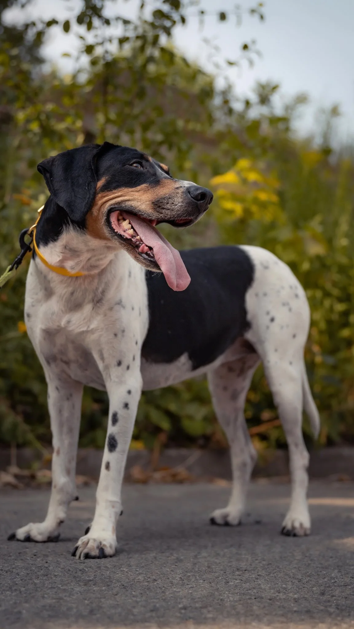 Hi my name is Cookie! My foster mom says I’m the best apple in the orchard πΎπ
Just waiting for my forever home.
Please help me find one π
#fostercare
#ForeverHome #adoptme #seconchance #rehoming
πΈ@clicksxchris