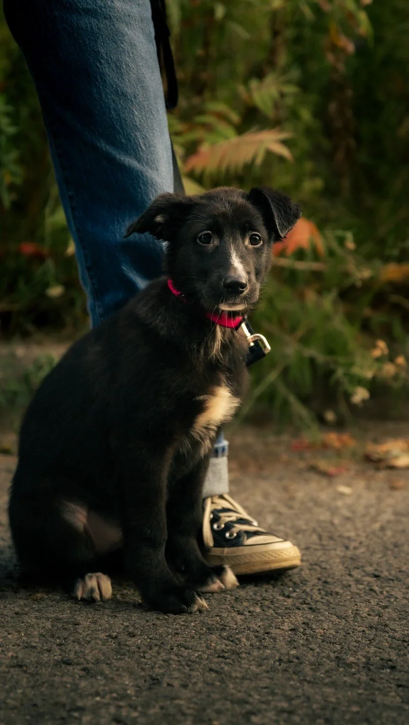 This baby boy and his siblings are
SPRINTING towards their new beginning, but they still need YOUR help to get there!
Help us get this pack of puppies ready to run full speed into their fresh start!
Use the link in our bio to donate to our puppy fu
