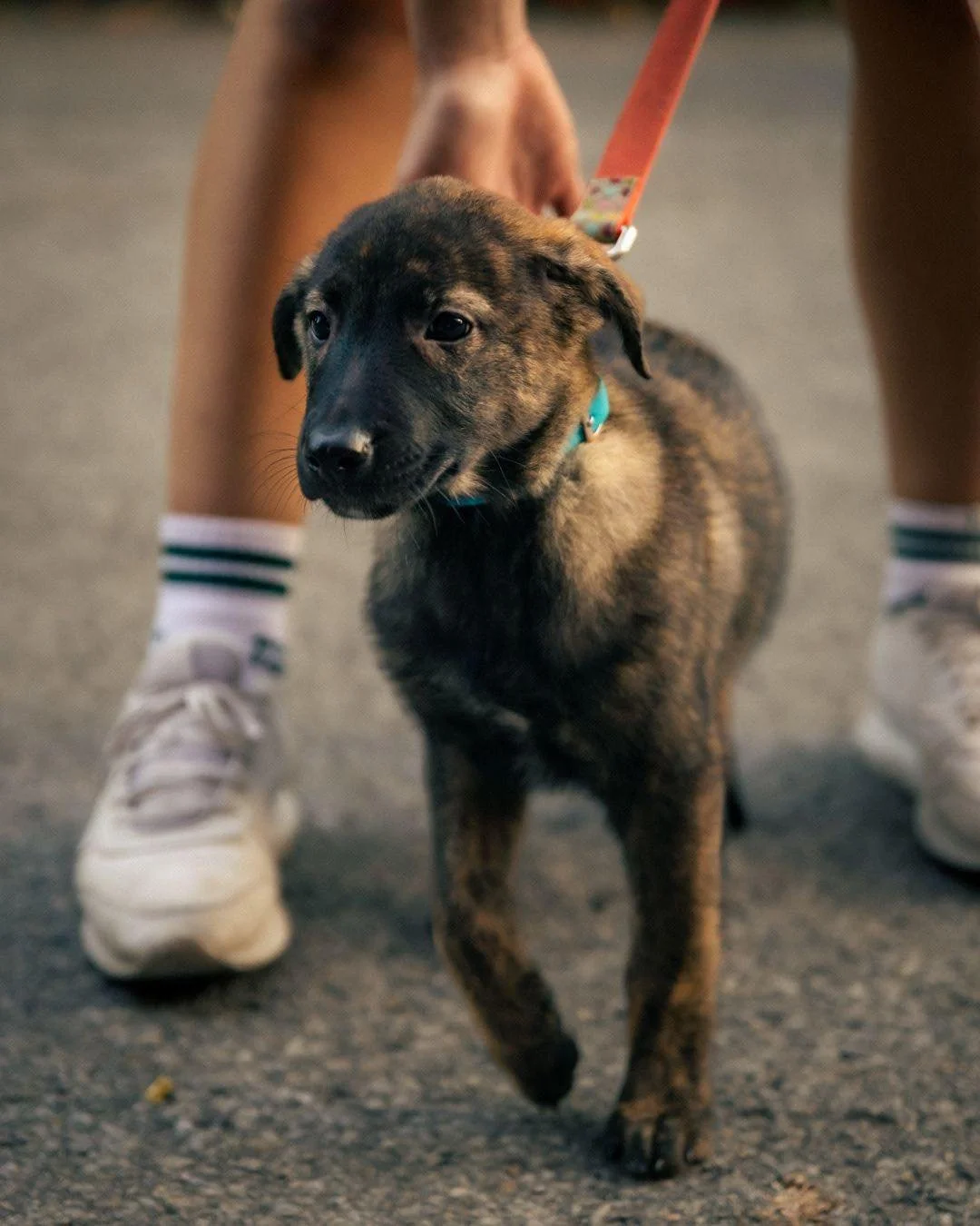 β¨ It’s tomorrow!β¨
The doors are open, the pups are ready, and the treats are waiting for you!
Help the Five Thrive: come visit, donate, and have fun!
π @atdclubhouse | tomorrow 12 PM to 3 PM
π Link in bio
πΈ : @clicksxchris
.
.
.
.
.
.
.
#Ad