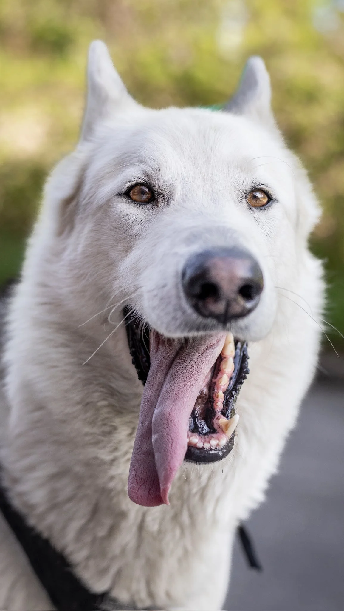 These pups need homes. MTL, we can’t do this without you—open your hearts, adopt today.
#helpmeplease #adoptme #rehoming #seconchance #ForeverHome #dogsofinstagram #newhome #adoptdontshop 
πΈ@clicksxchris
