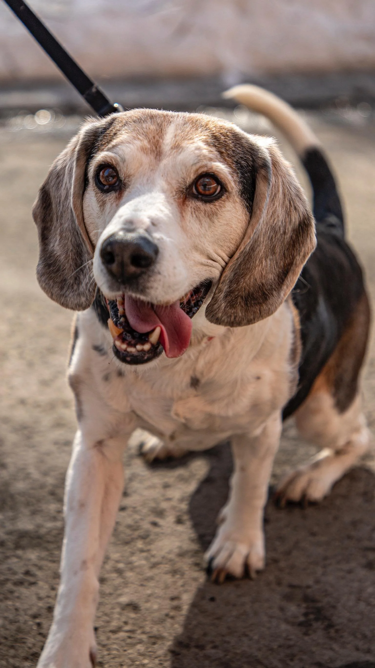 π¨ MONTREAL — URGENT! Bella & Picasso are still waiting for a home π They’re gentle, loving, and ready to make your house feel full again. 
Please don’t scroll — share this and help them find family. πΎβ€οΈ
#MTL #pleasehe