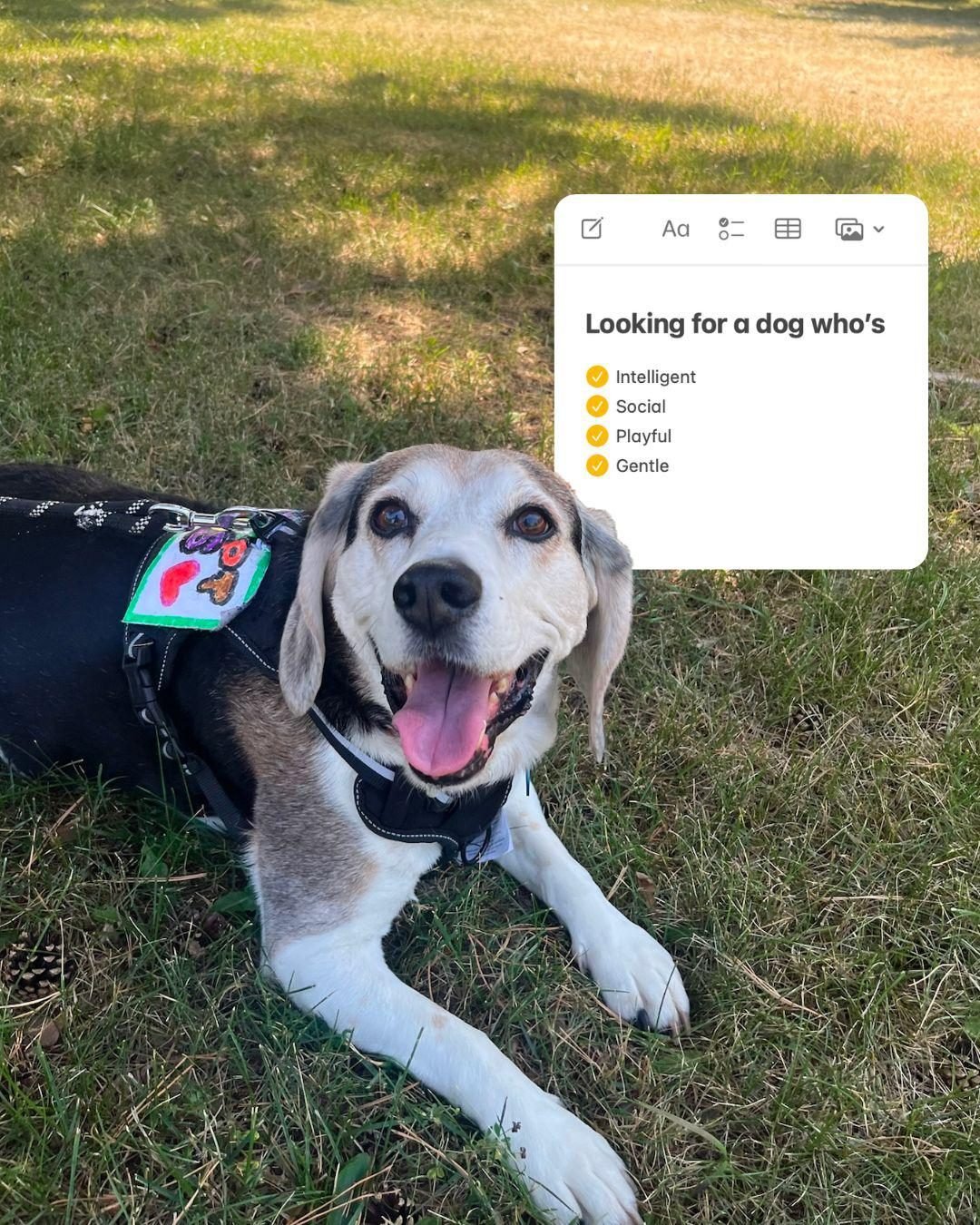 💛 Some bonds are forever.

 Bella (11) &amp; Picasso (10) do everything together. They nap, eat, play, and greet every day side by side. It&rsquo;s a reminder that love only grows stronger with time.

As part of a humanitarian adoption, this devoted