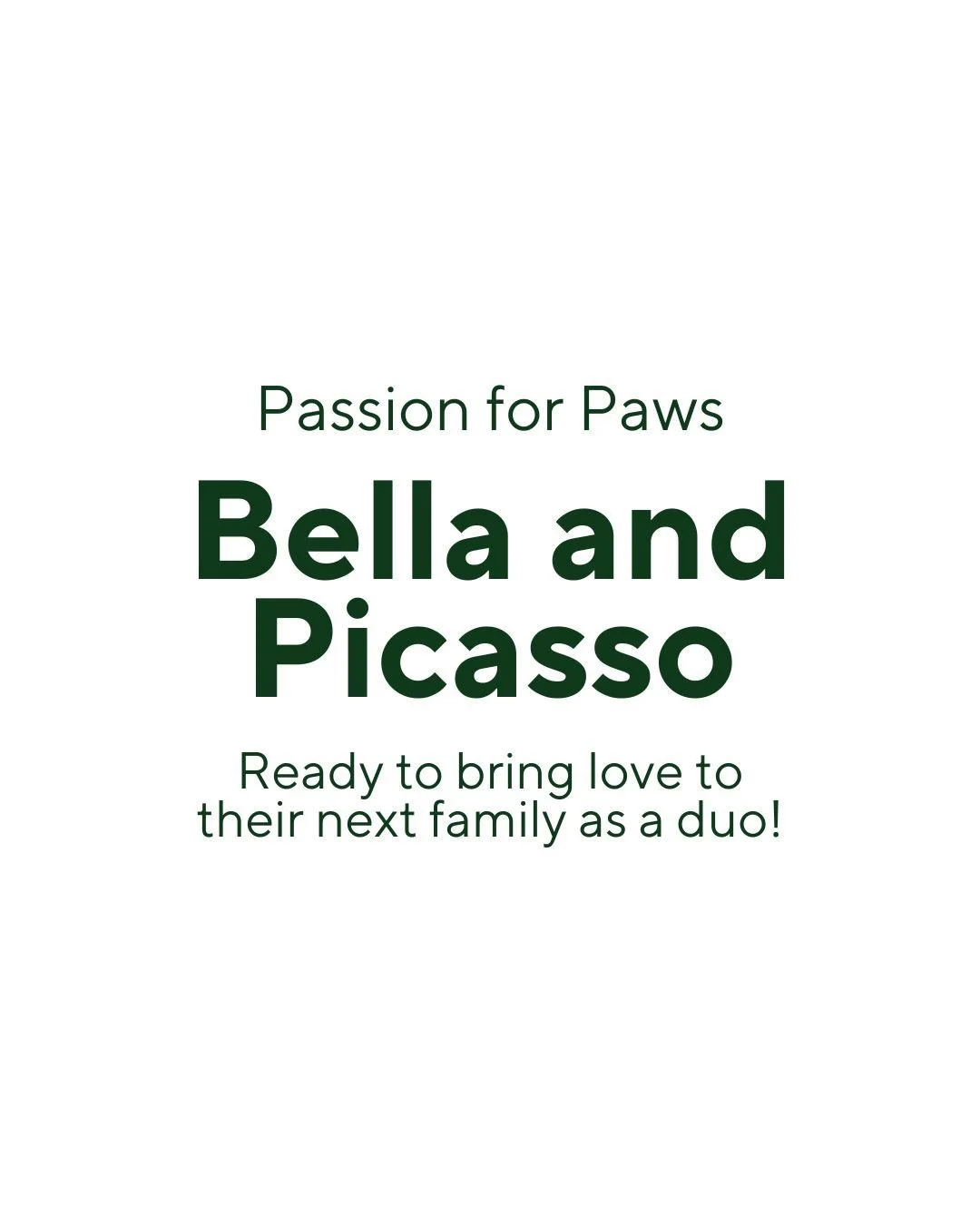 ☀️ Morning walks, afternoon naps, evening cuddles

Bella (10) &amp; Picasso (12) have their routine down to perfection. Now all they&rsquo;re missing is a family to share it with.

These two are bonded for life and must be adopted together through a 
