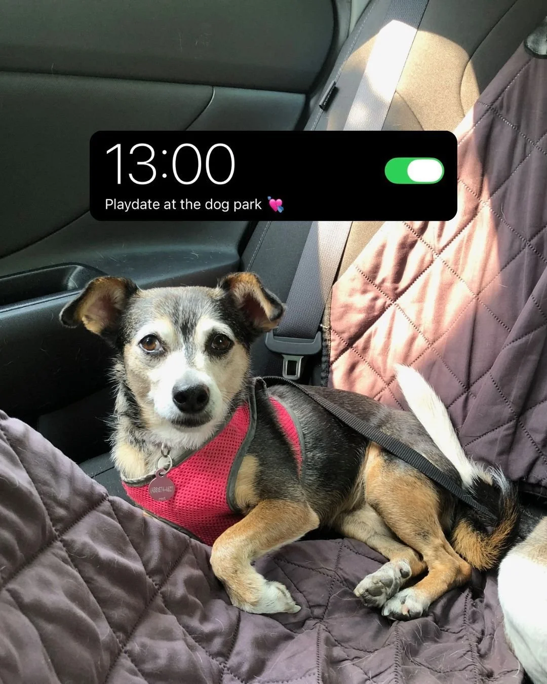 💛 Certains liens durent toute une vie.

 Bella (10 ans) et Picasso (12 ans) font absolument tout ensemble : ils dorment, mangent, jouent et accueillent chaque jour c&ocirc;te &agrave; c&ocirc;te. Ils nous rappellent que l&rsquo;amour ne fait que gra