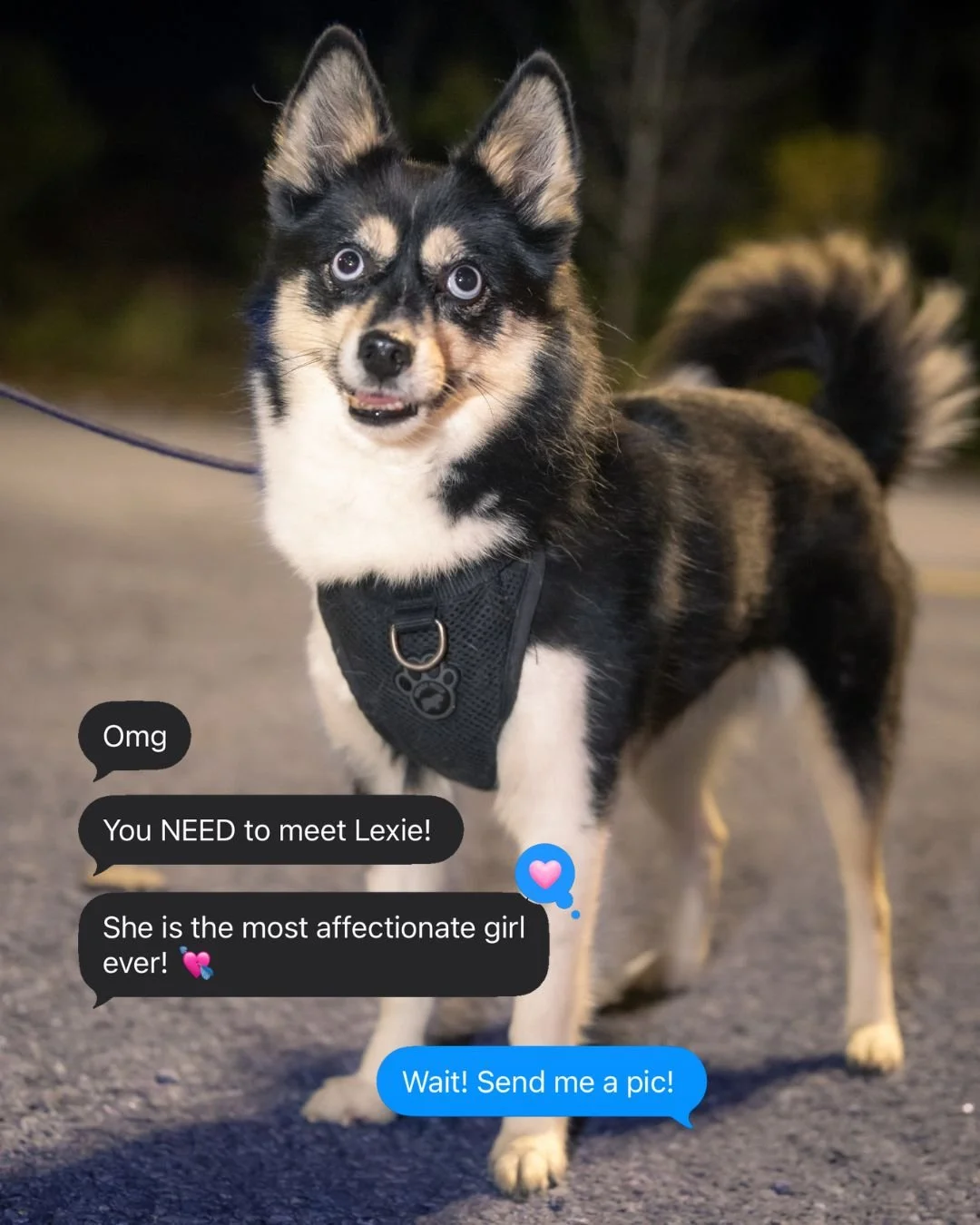 Meet Lexie! She&rsquo;s affectionate, loyal, and happiest by your side. Whether she&rsquo;s chewing on her favorite toy or joining you for a walk, she&rsquo;ll remind you what unconditional love feels like.
💗 Available for adoption in Montreal and s