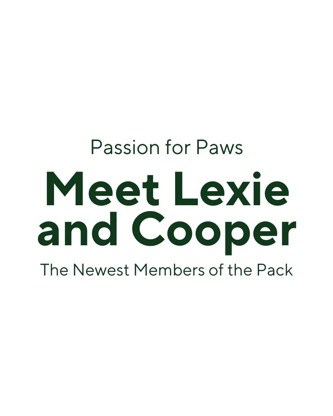 Meet the newest members of our Pack!
Lexie, 6 years old, is pure sweetness : calm, affectionate, and always ready for a cuddle.
Cooper, 8 years old, is the sunshine of the duo : playful, loyal, and always up for a walk.
They&rsquo;re not bonded and d