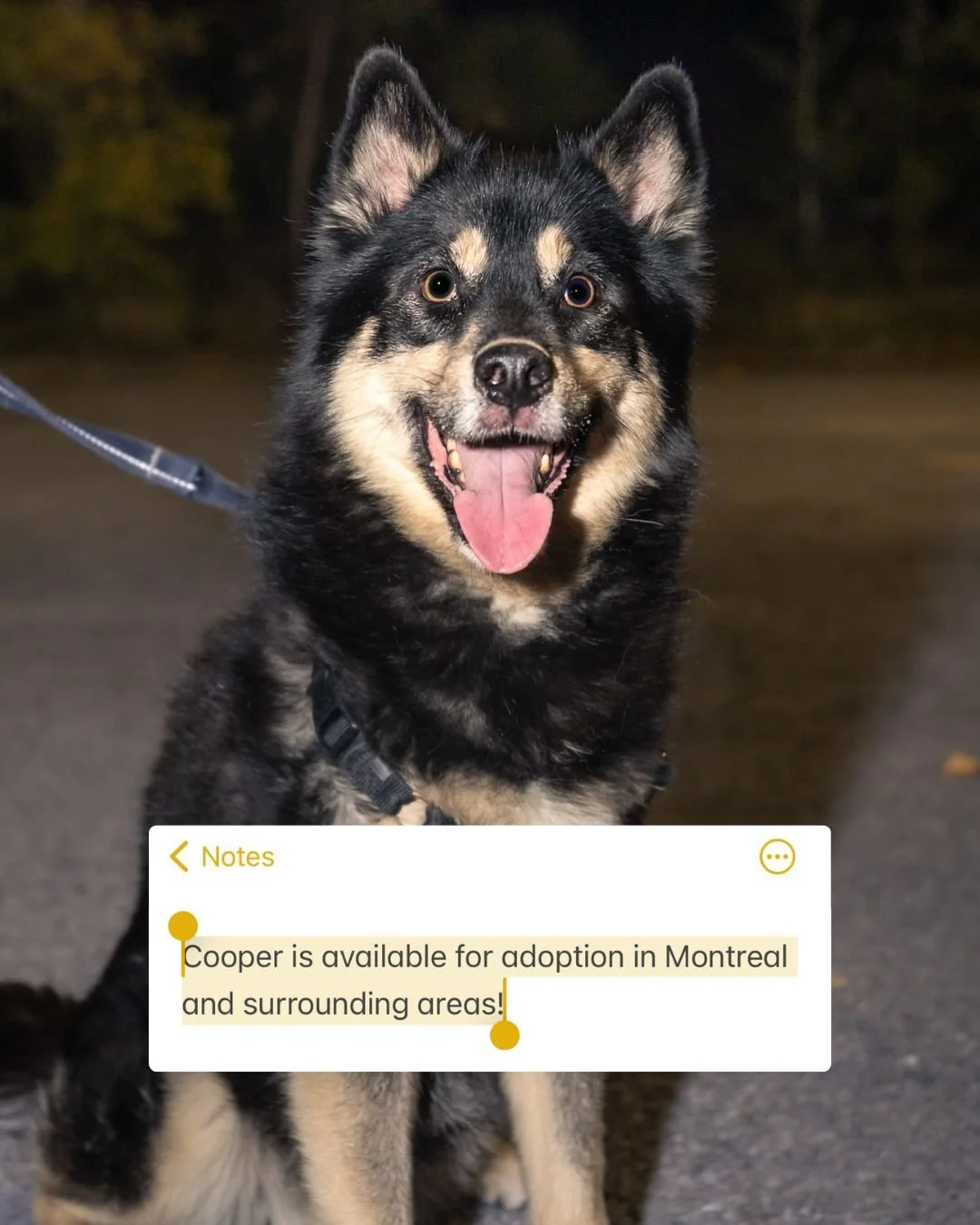 Rencontrez Cooper! Il est loyal, enjou&eacute; et toujours pr&ecirc;t pour l&rsquo;aventure! Que ce soit pour une balade, une s&eacute;ance de jeux ou une sieste au soleil, Cooper est le compagnon parfait pour remplir ton quotidien de joie et d&rsquo