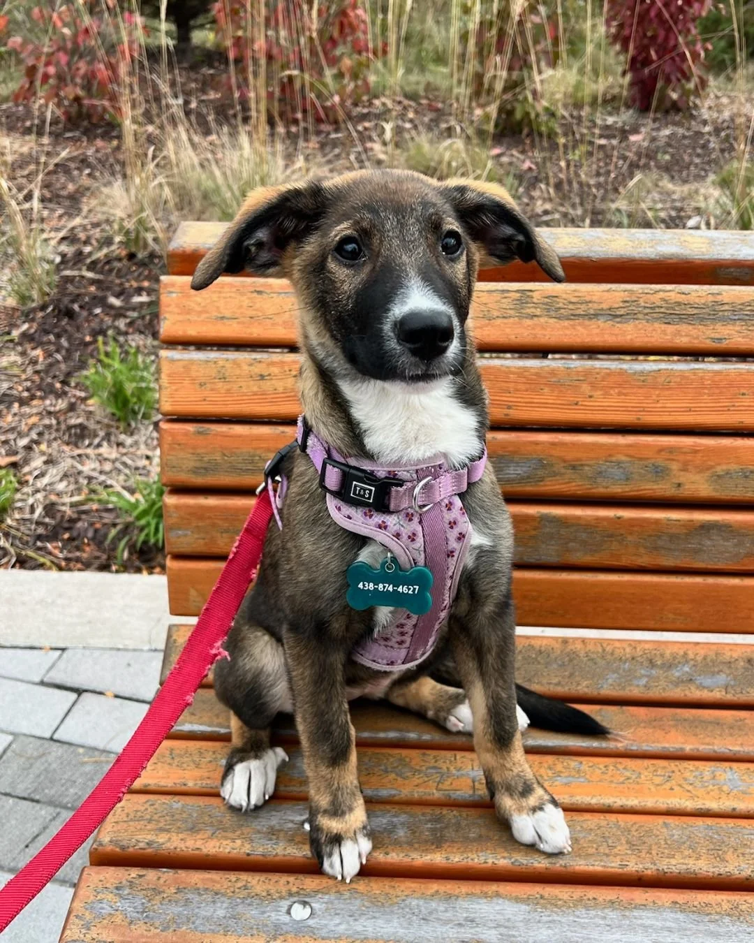 Mission Pawsible isn&rsquo;t done just because most of the pups found their families (Casper is still looking for his furever home!).

They still need vaccines, checkups, and spay/neuter surgeries&hellip; All costs Passion for Paws must cover.

We&rs