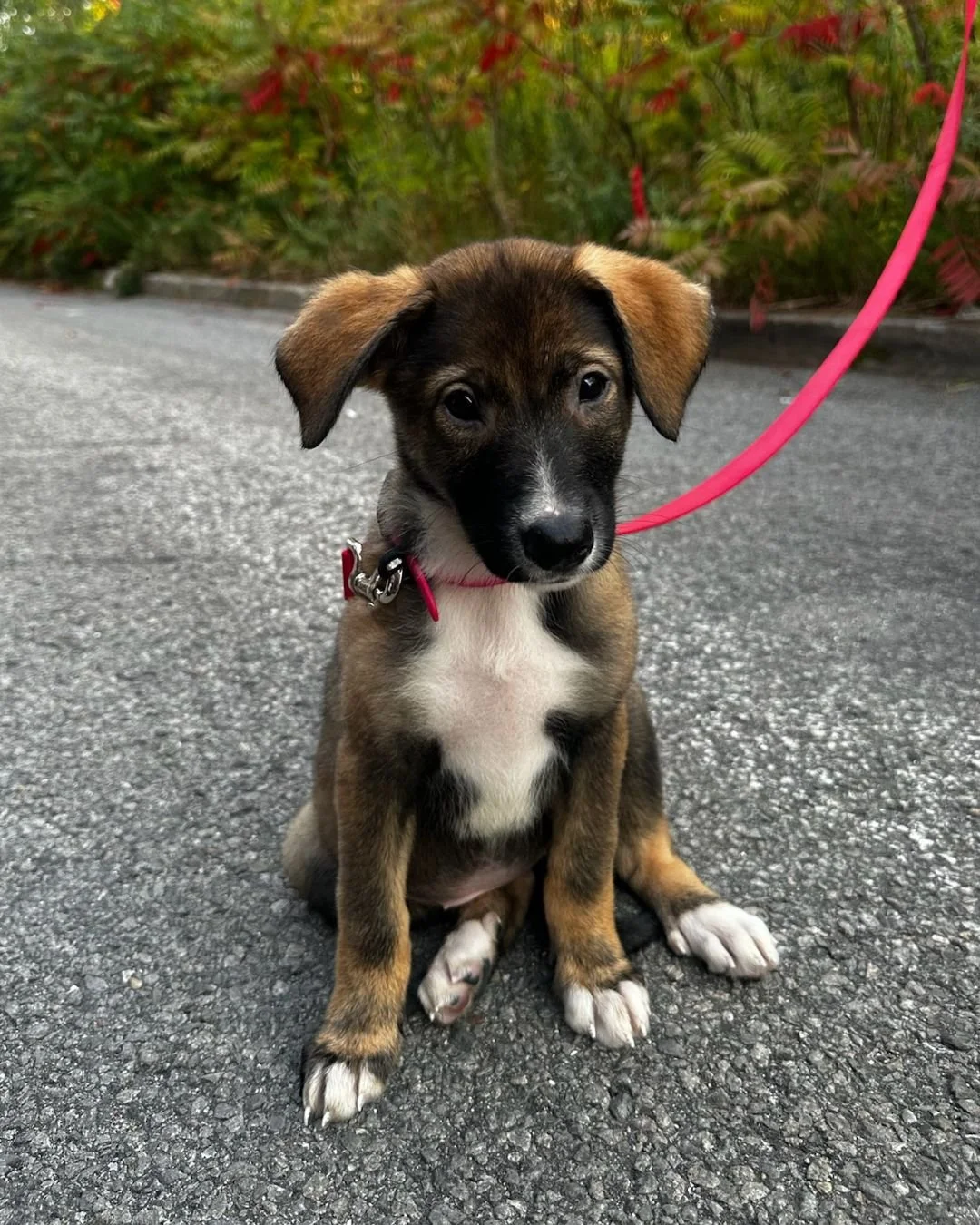 La Mission Pawsible n&rsquo;est pas termin&eacute;e simplement parce que la plupart des chiots ont trouv&eacute; leurs familles (Casper cherche toujours sa maison!).

 Ils ont encore besoin de vaccins, de suivis v&eacute;t&eacute;rinaires et de st&ea