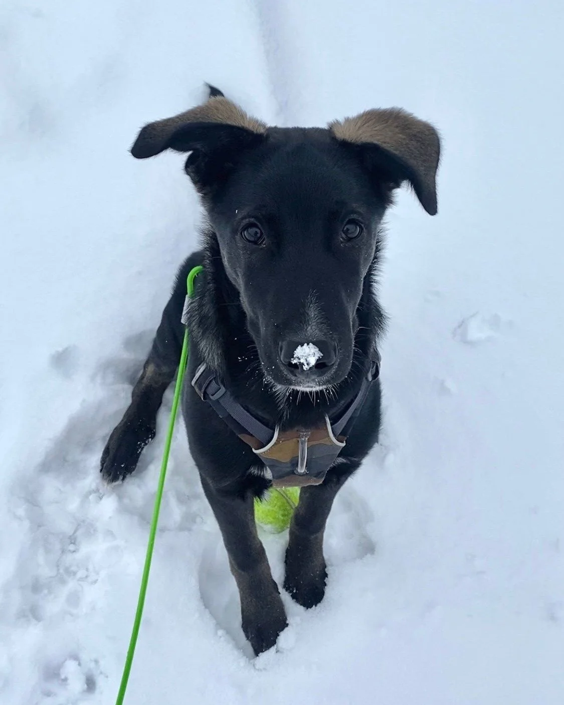 This holiday season, we&rsquo;re teaming up with amazing local businesses to support our community. 🎁

 Non-perishable food, warm clothing, pet food, toys, toiletries&hellip; Everything helps! Human and dog donations are welcome since we are collect