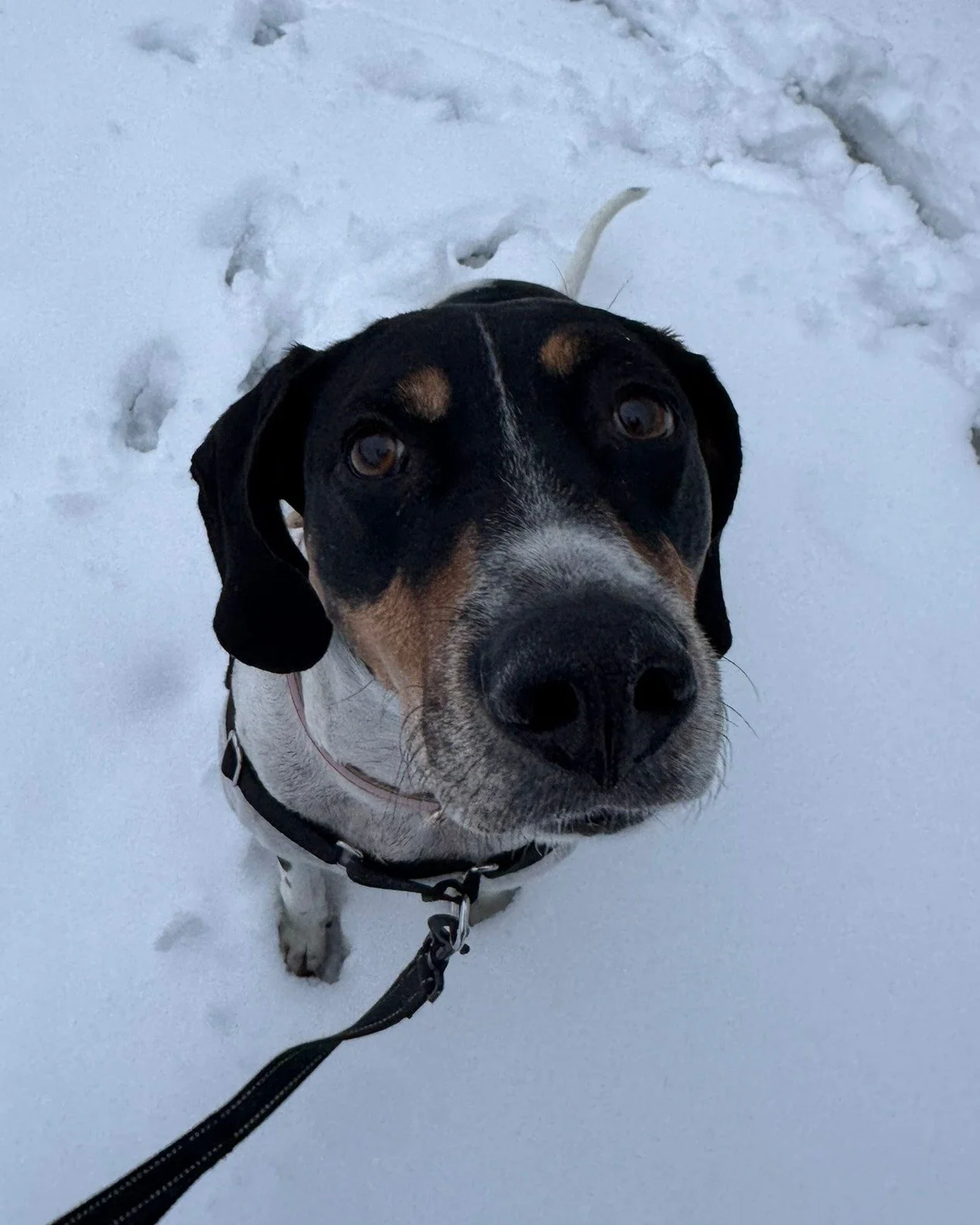 Cette saison des F&ecirc;tes, nous nous associons &agrave; des entreprises locales extraordinaires pour soutenir notre communaut&eacute;. 🎁

Nourriture non p&eacute;rissable, v&ecirc;tements chauds, nourriture pour animaux, jouets, articles de toile