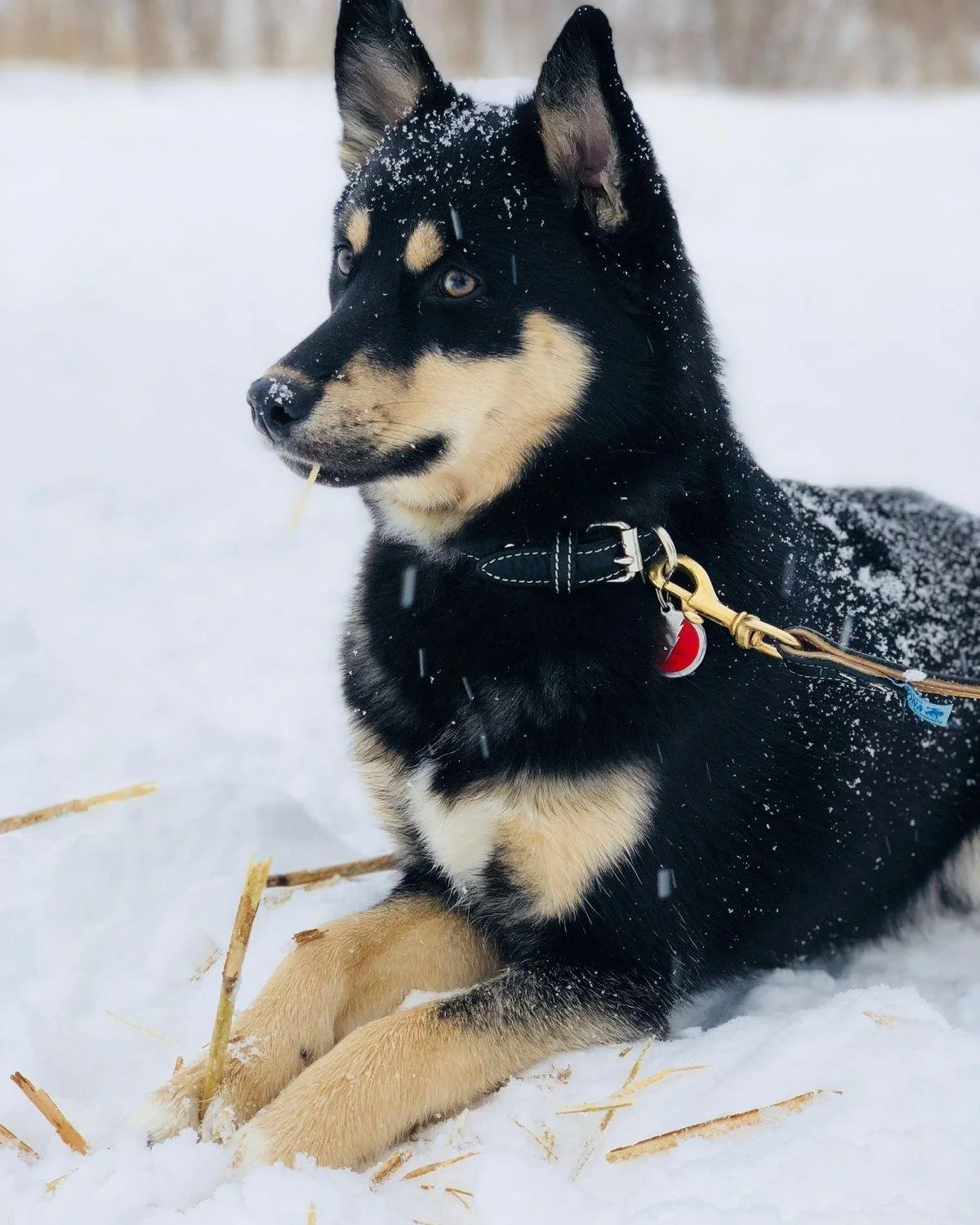 🎄 Mark your calendars!

Passion for Paws is hosting a Christmas Market on December 18 from 5&ndash;8PM at @centrepucci with @parmacafelaval! Expect holiday magic, raffle prizes, great food, and a whole lot of love for our furry friends.

✨ Your pres