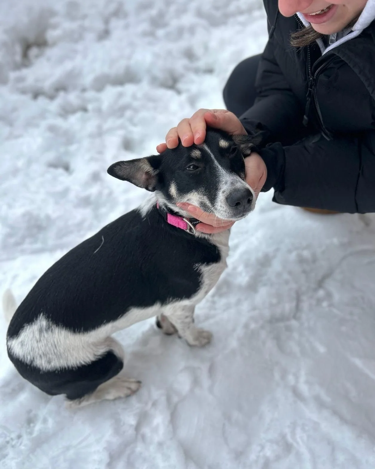 🎄 Marquez vos calendriers!
Passion for Paws organise un March&eacute; de No&euml;l le 18 d&eacute;cembre de 17 h &agrave; 20 h au @centrepucci avec @parmacafelaval! Attendez-vous &agrave; de la magie des F&ecirc;tes, des tirages, de la bonne nourrit