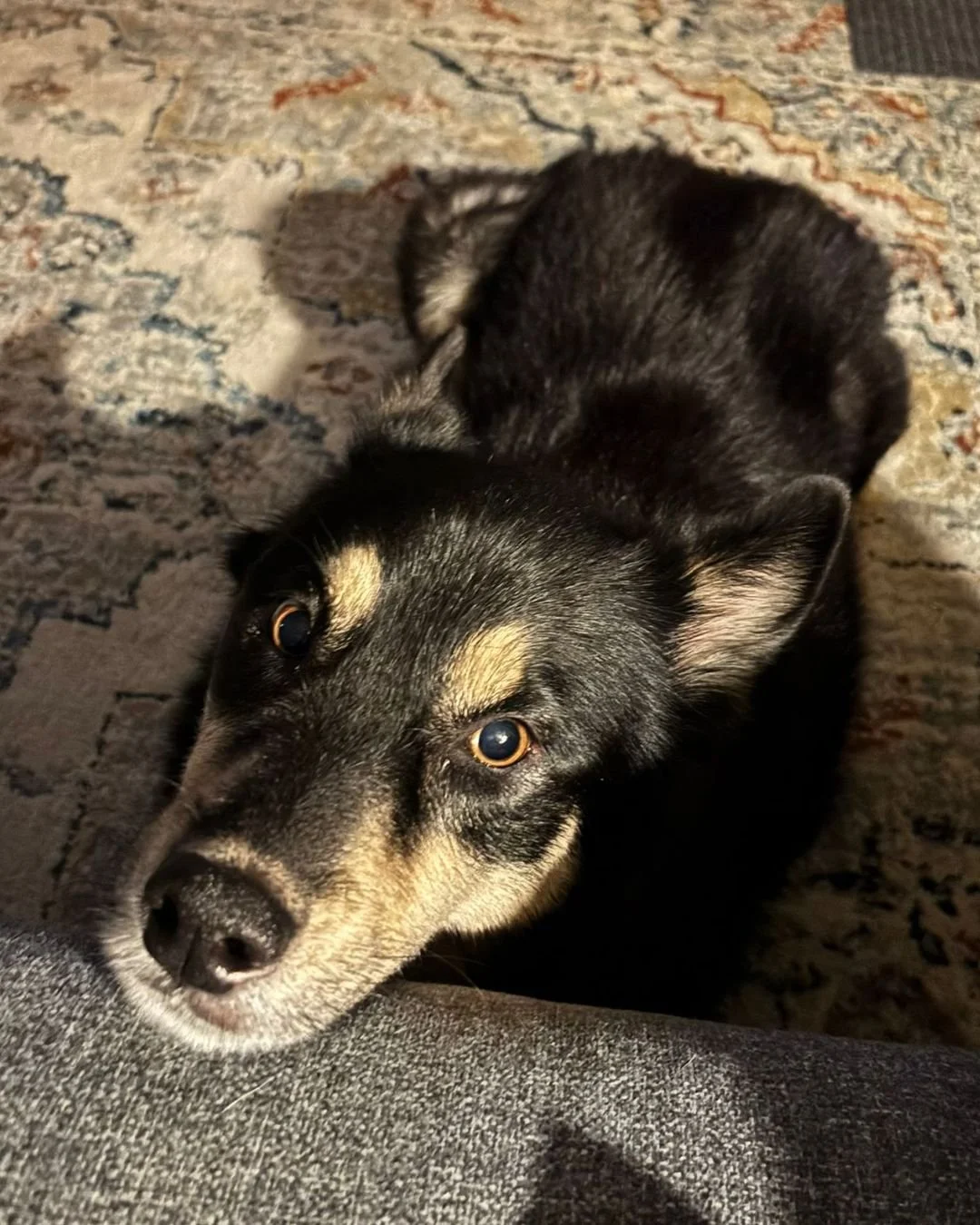 💌 Meet the Pack Pal Program.

This Holiday season, sponsor a dog in foster care and directly support their medical care, training, food, and daily needs. 

As a Pack Pal, you&rsquo;ll receive photos, videos, progress updates, and impact reports from