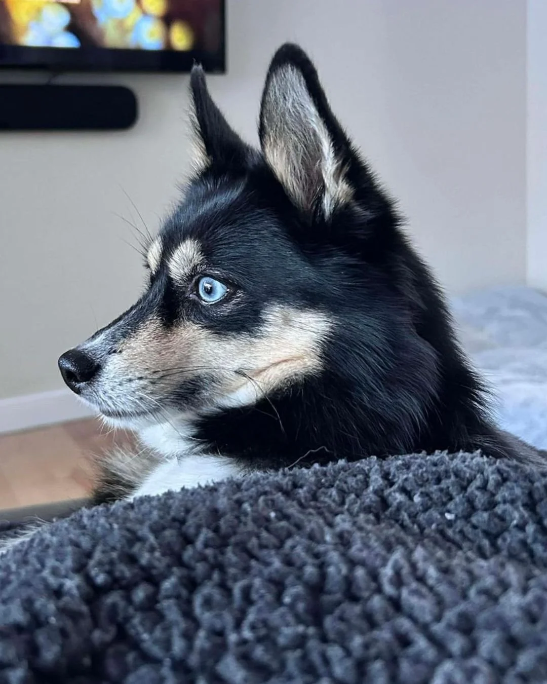 🐾 Big news this Holiday season!

You can now support Passion for Paws monthly by becoming a Pawscriber.
 Your recurring donation helps cover vet care, training, supplies, and emergency rescues all year long. 

 💚 Add the Pawscriber Program to your 