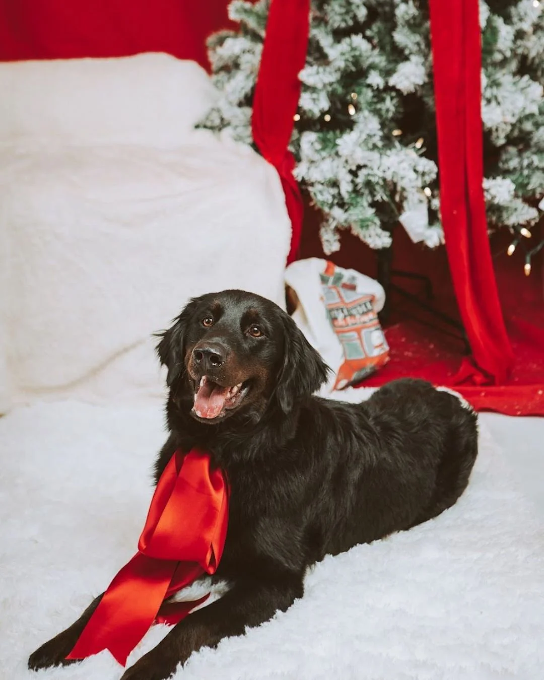 🎄🐾 Paws &amp; Claus at Casa Pooch was pure holiday magic!

Thank you to everyone who joined us with their pups for cozy photos, wagging tails, and festive fun. Every session helped support Passion for Paws, and we&rsquo;re so grateful for the love 