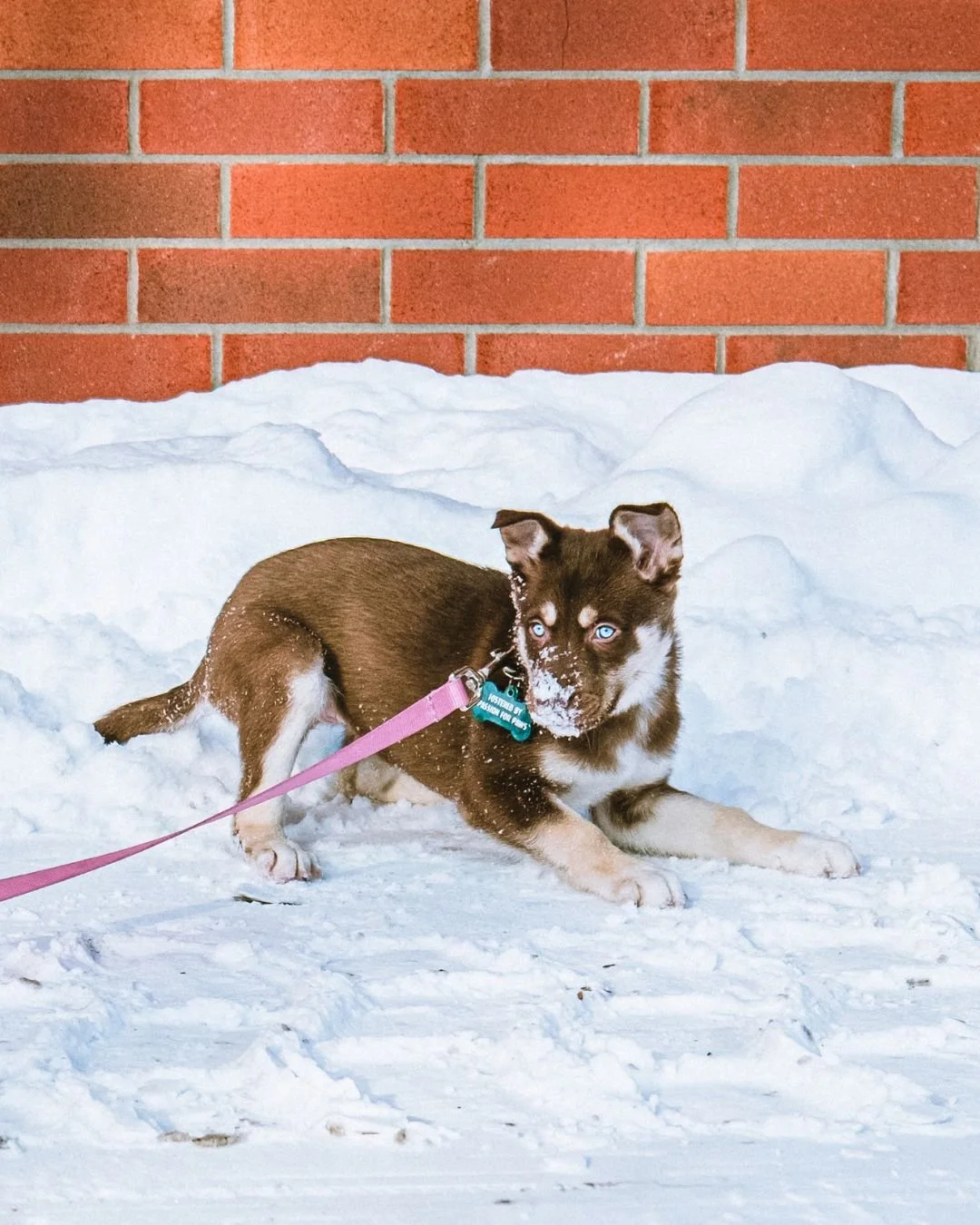 🐾 Meet Dune

She&rsquo;s a thoughtful little pup who likes to pause, observe, and then jump back into the world. Young, curious, and still learning the ropes, Dune is looking for a patient family ready to guide her.

A sweet soul ready to build conf