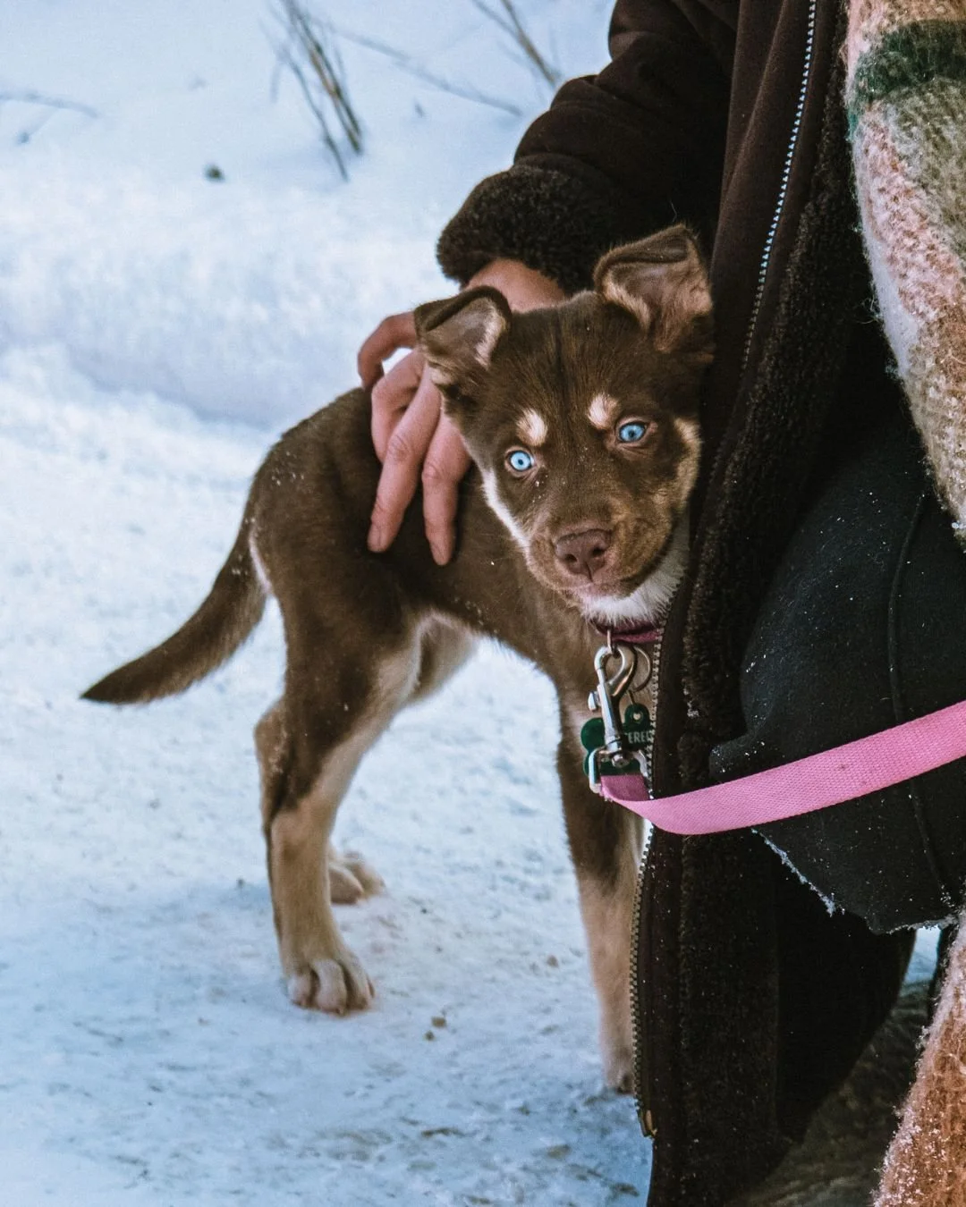 🐾 Rencontrez Dune

C&rsquo;est une petite chiot r&eacute;fl&eacute;chie qui aime prendre le temps d&rsquo;observer avant de replonger dans l&rsquo;action. Jeune, curieuse et encore en plein apprentissage, Dune cherche une famille patiente, pr&ecirc;