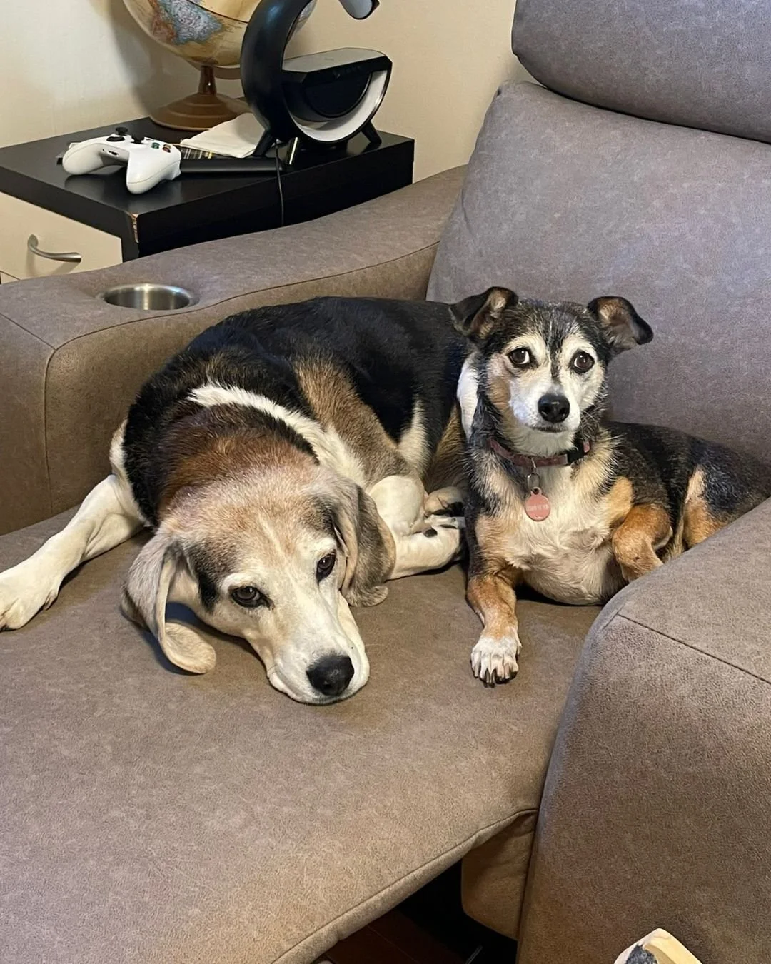 🌿 Every dog deserves a chance.

In our 2025 Pack, you&rsquo;ll meet bonded best friends with big hearts, gentle souls looking for stability, and curious youngsters discovering the world at their own pace.
They&rsquo;re all waiting for a home filled 