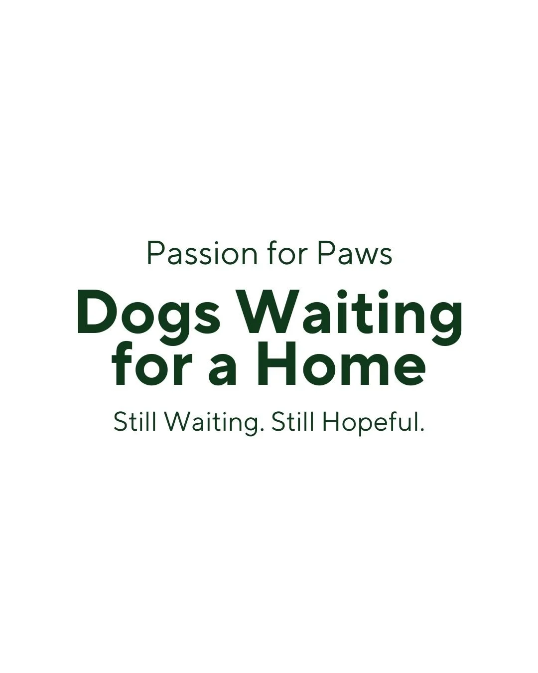 🐾 Still waiting. Still full of hope.

In our Pack, you&rsquo;ll find inseparable bonded duos with tender hearts, gentle and loyal seniors, curious youngsters discovering the world, and devoted companions ready to love deeply.

They all share one thi