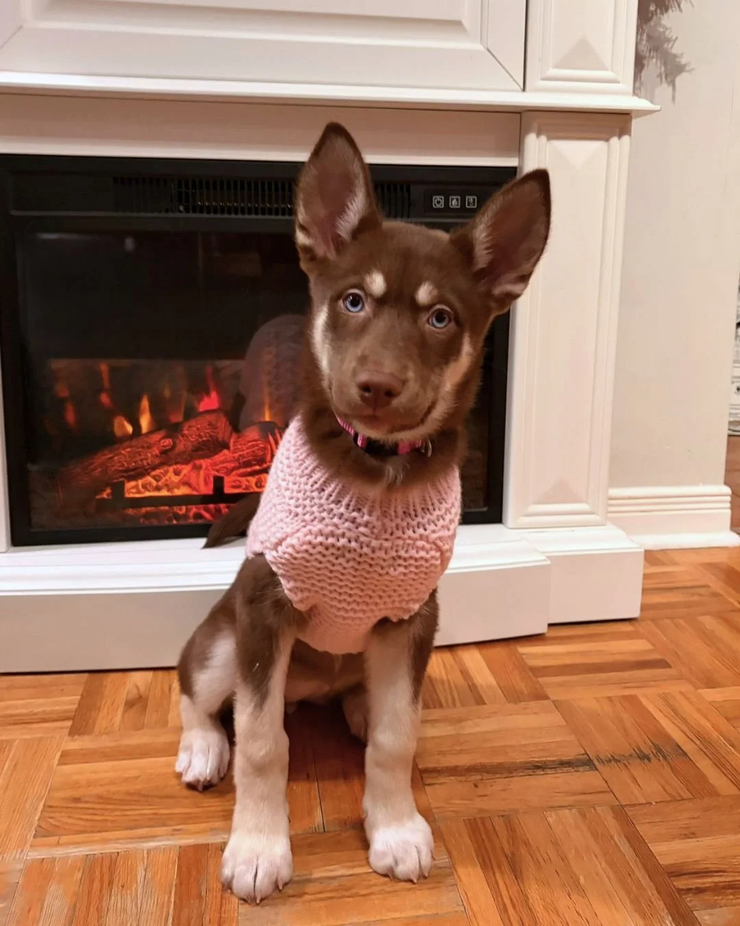 🌿 Chaque chien m&eacute;rite une chance.

Dans notre meute 2025, tu trouveras des duos ins&eacute;parables au c&oelig;ur tendre, des chiens doux et fid&egrave;les, et de jeunes curieux qui d&eacute;couvrent le monde &agrave; leur rythme.
Tous attend