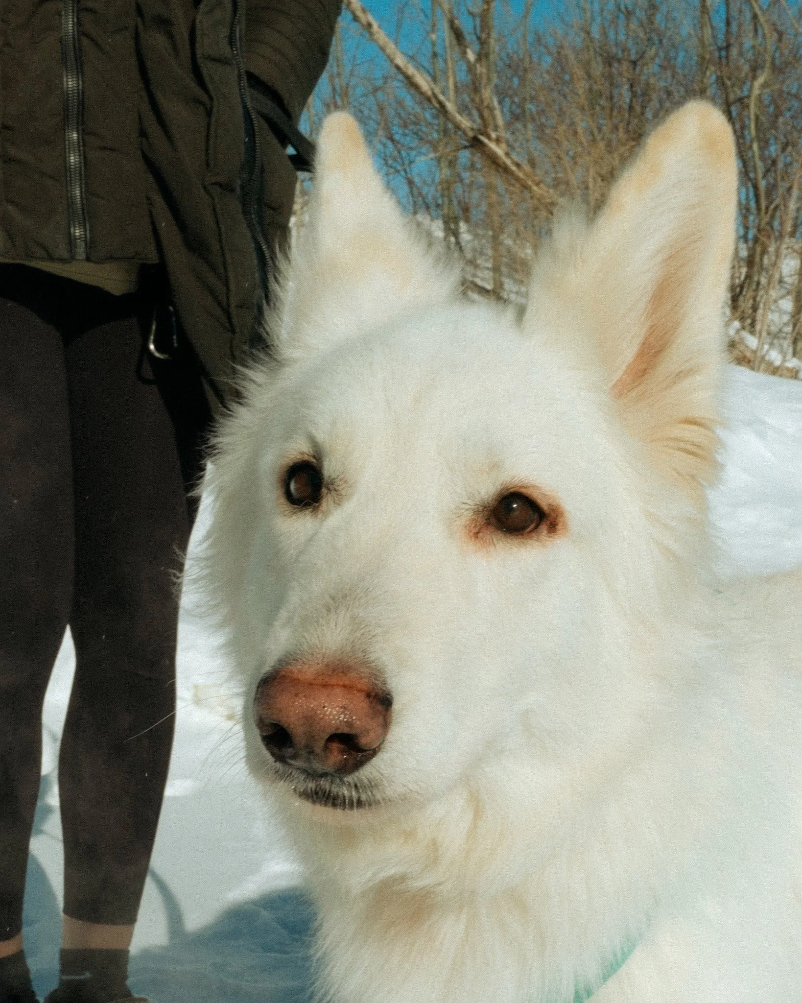 🐾 SWEAT FOR PETS 🐾
Studio BODI x Passion for Paws

Joins-toi &agrave; nous pour un entra&icirc;nement b&eacute;n&eacute;fice sp&eacute;cial
o&ugrave; bouger fait du bien et o&ugrave; chaque goutte de sueur
soutient des animaux dans le besoin. 💕Gr&