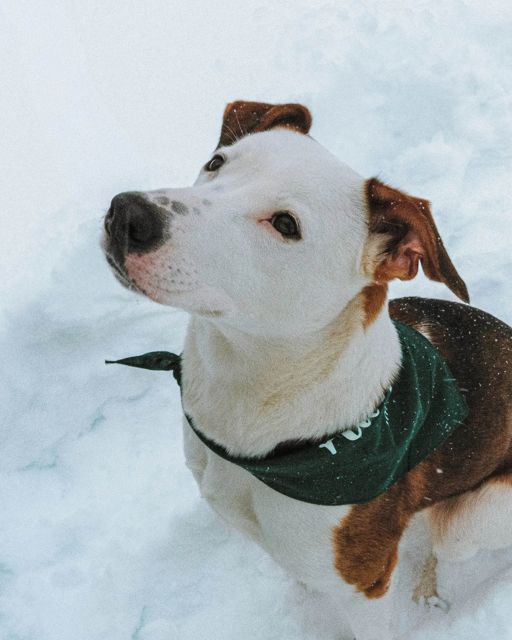 🐾 SWEAT FOR PETS 🐾
Studio BODI x Passion for Paws

Join us for a special fundraising workout where fitness gives back and every drop of sweat supports animals in need. 💕 Thanks to our amazing community, all classes are full except for the spin cla