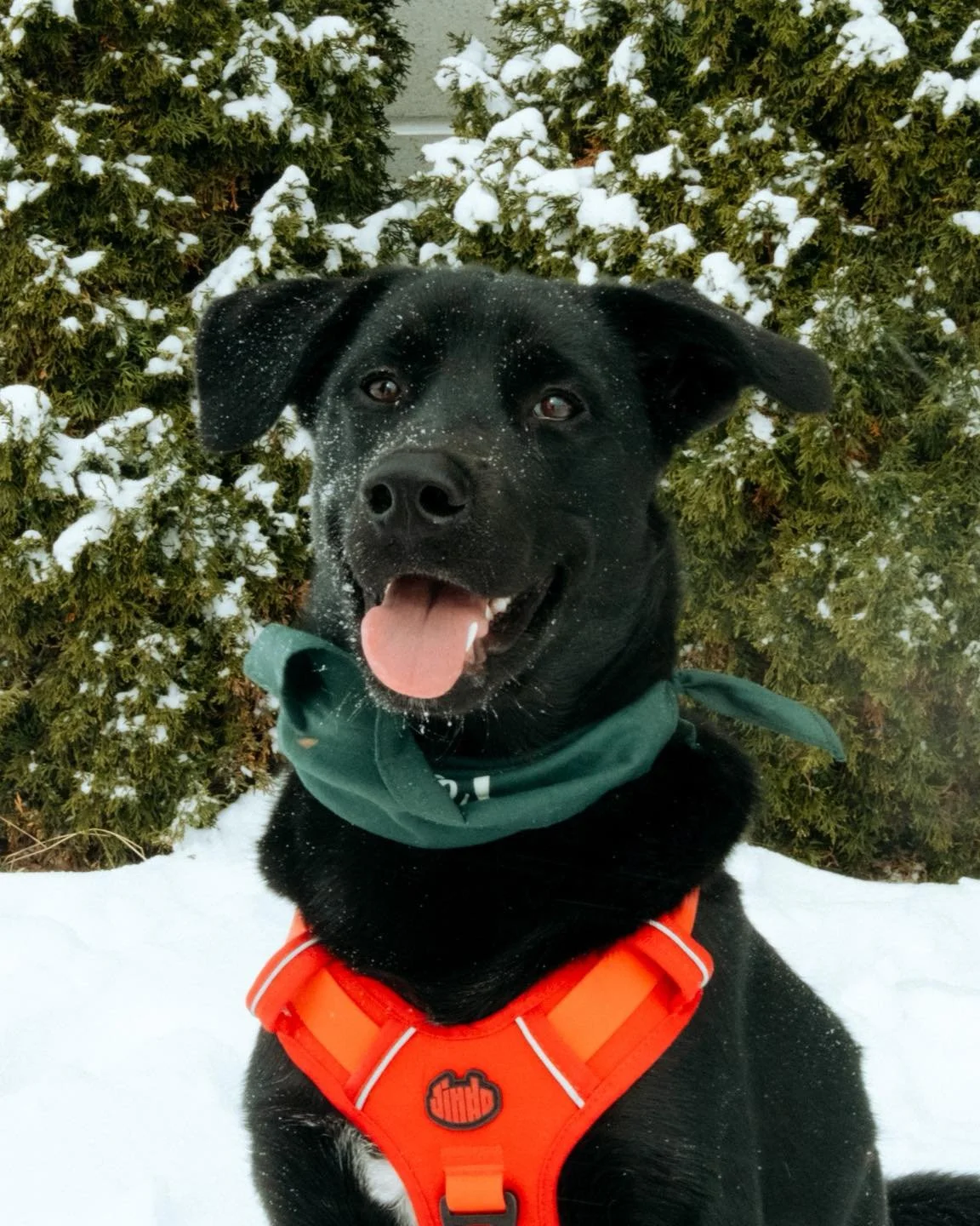 L&rsquo;amour est dans l&rsquo;air! ❤️🐾

Joignez-vous &agrave; nous pour notre 3e &eacute;dition annuelle du photobooth Love at First Paw au Centre Pucci.
Ambiance de Saint-Valentin et adorables photos avec votre chien par @vdphotography_ , le tout 