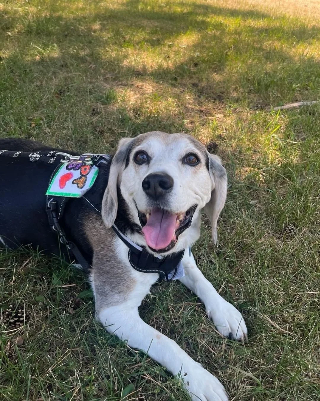 @rainbowclawlaval 
Join us for our PAWP UP Adoption event! ✨🧸
Looking for your Pawfect Match? Come see us and meet some of our adoptable pups! Every dog deserves a chance💗 

Meet Picasso and Bella onsite or make a Meet &amp; Greet appointment with 