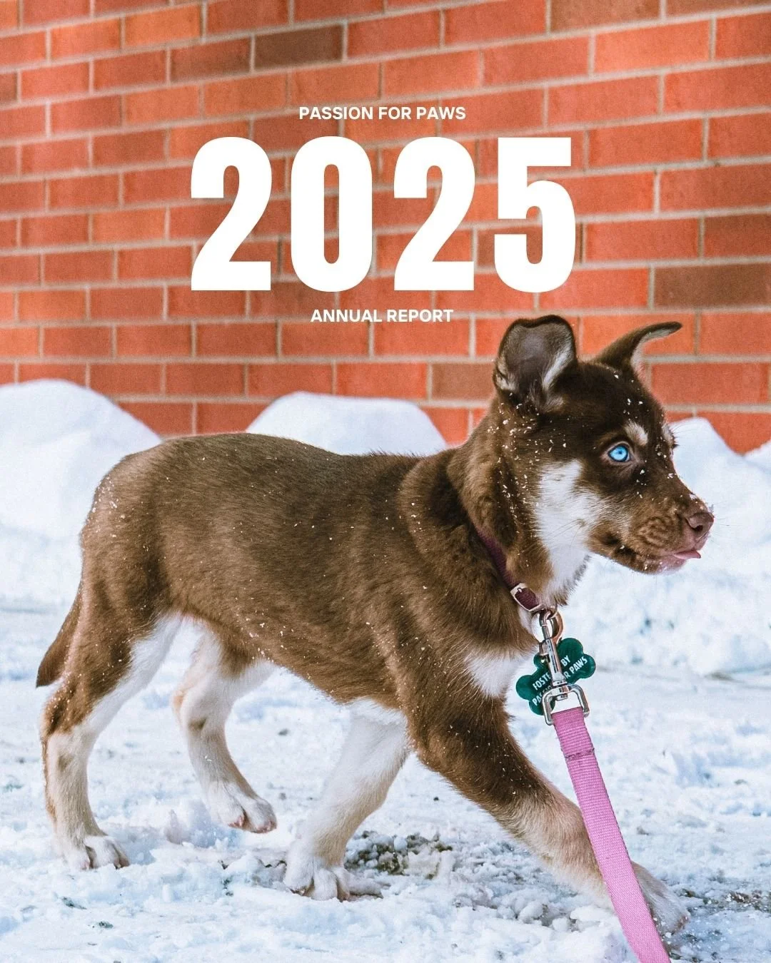2025 reminded us why this work matters.
More rescues, more healing, more love&hellip; and a community that keeps showing up for the dogs who need it most.

We are endlessly grateful for every single person who has been part of this journey. Whether y