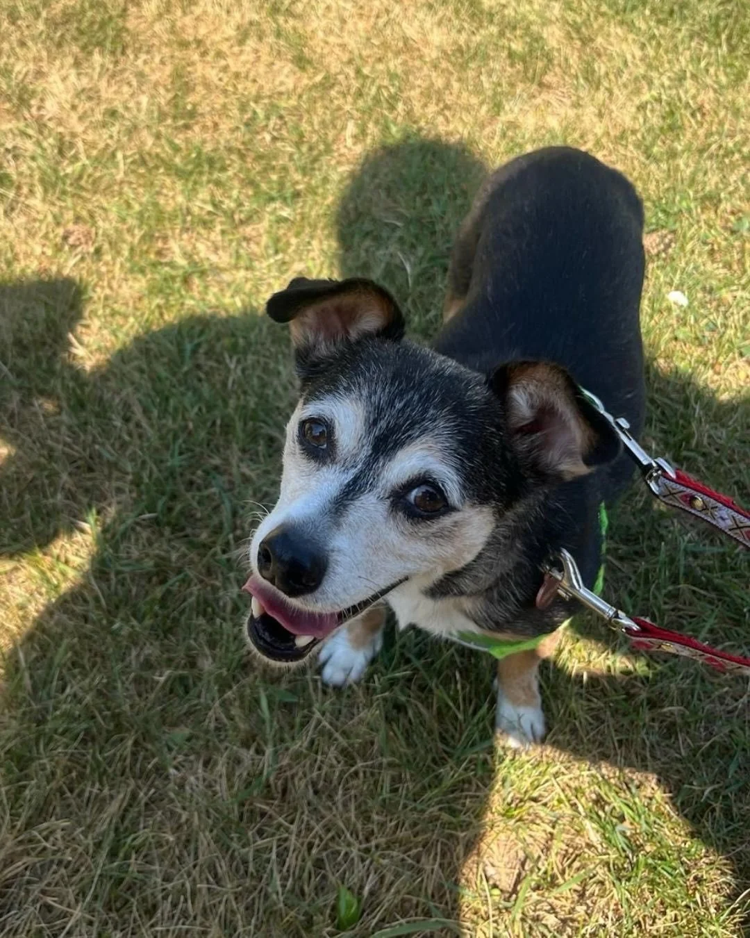 @rainbowclawlaval 
Joignez-vous &agrave; nous pour notre &eacute;v&eacute;nement d&rsquo;adoption PAWP UP! ✨🧸
&Agrave; la recherche de votre compagnon pawfait? Venez nous rencontrer et faire connaissance avec nos adorables chiens &agrave; l&rsquo;ad