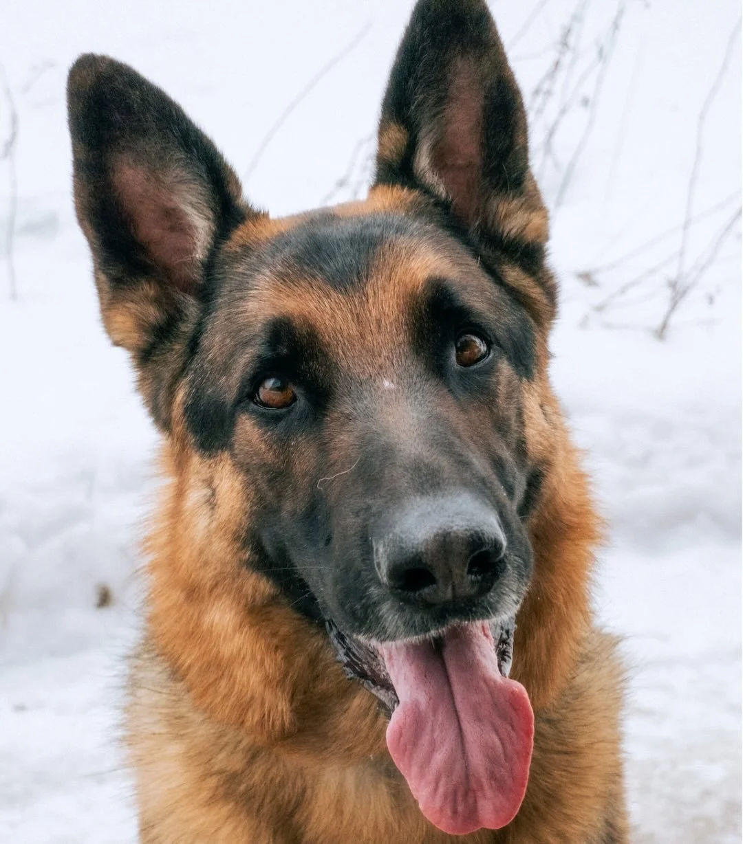 Meet Kozmo and Lucy, the newest members who we welcomed into our Pack this month!!&nbsp;

Our handsome Kozmo has the sweetest eyes and the happiest smile and he&rsquo;s ready to share it with YOU! 💛
He&rsquo;s got the looks, the loyalty, and that ad