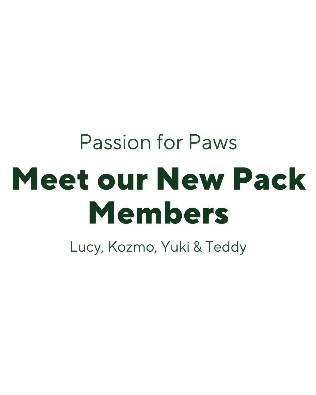 All of these lovely pups were welcomed into the Pack this month. Luckily, Lucy and Teddy went straight into our foster to adopt program, and are currently in the process of being officially adopted! The beautiful Yuki and handsome Kozmo are still loo