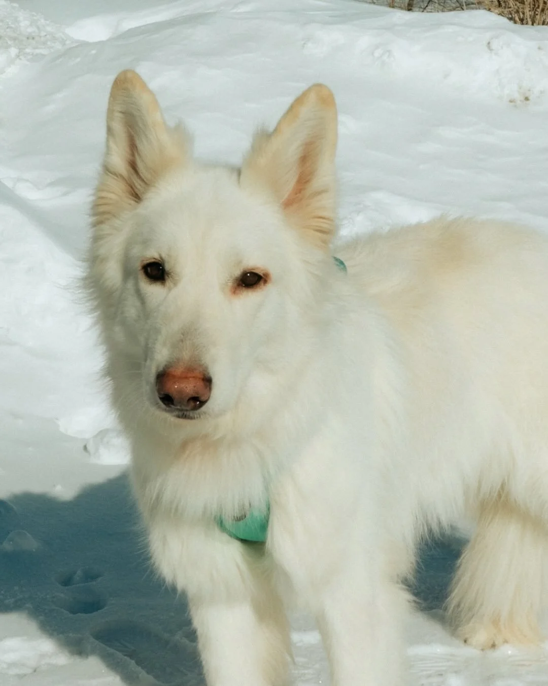 Bienvenue dans la meute, Yuki et Teddy ! 🐾
Yuki a la fourrure la plus douce et le regard le plus tendre et r&eacute;fl&eacute;chi. Elle est douce, loyale et pr&ecirc;te &agrave; cr&eacute;er un lien unique avec sa personne. Avec un peu d&rsquo;amour
