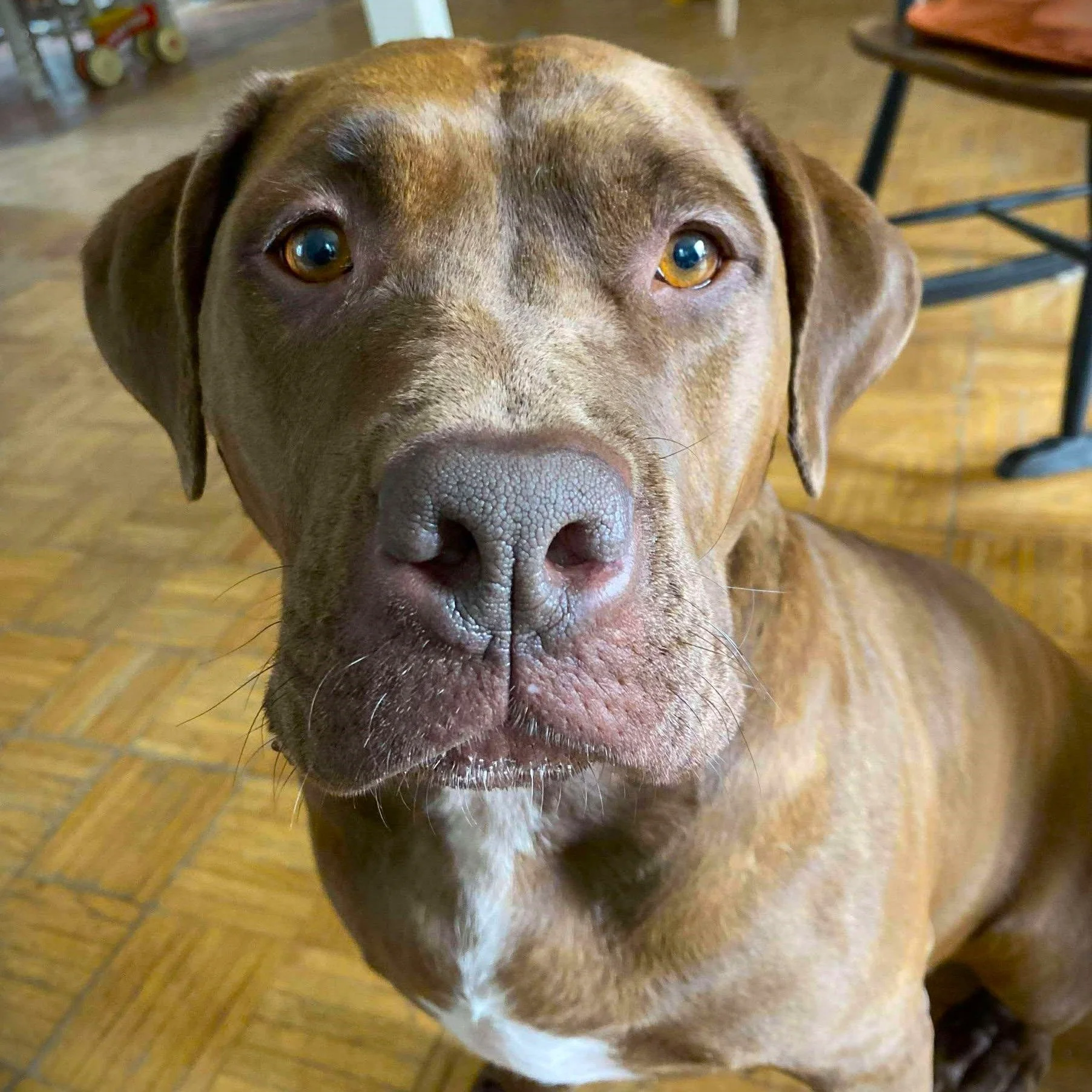 Hi PFP Pack! This is a curtesy post for @bricaresadoption - 2  Beautiful dogs are looking for a place to call home! 
*All adoption inquiries must be made directly to:  bricaresadoption@gmail.com

#1 
🚨 FOREVER HOME NEEDED 🚨
Meet Kiwi 🐾, a beautifu