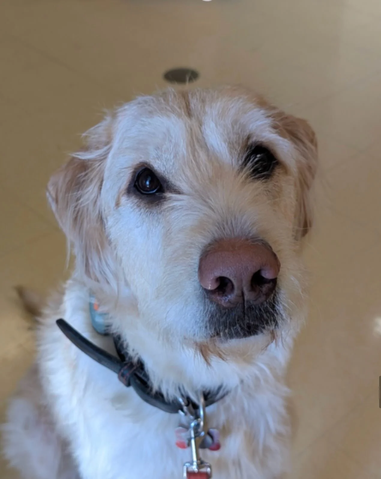 Here are some pupdates from our adopted pack 🐾🤍

  At Our Pack, adoption isn&rsquo;t where our support ends, it&rsquo;s where it truly begins. From the start, our pups and dogs are cared for through our foster-based program, where fosters receive a