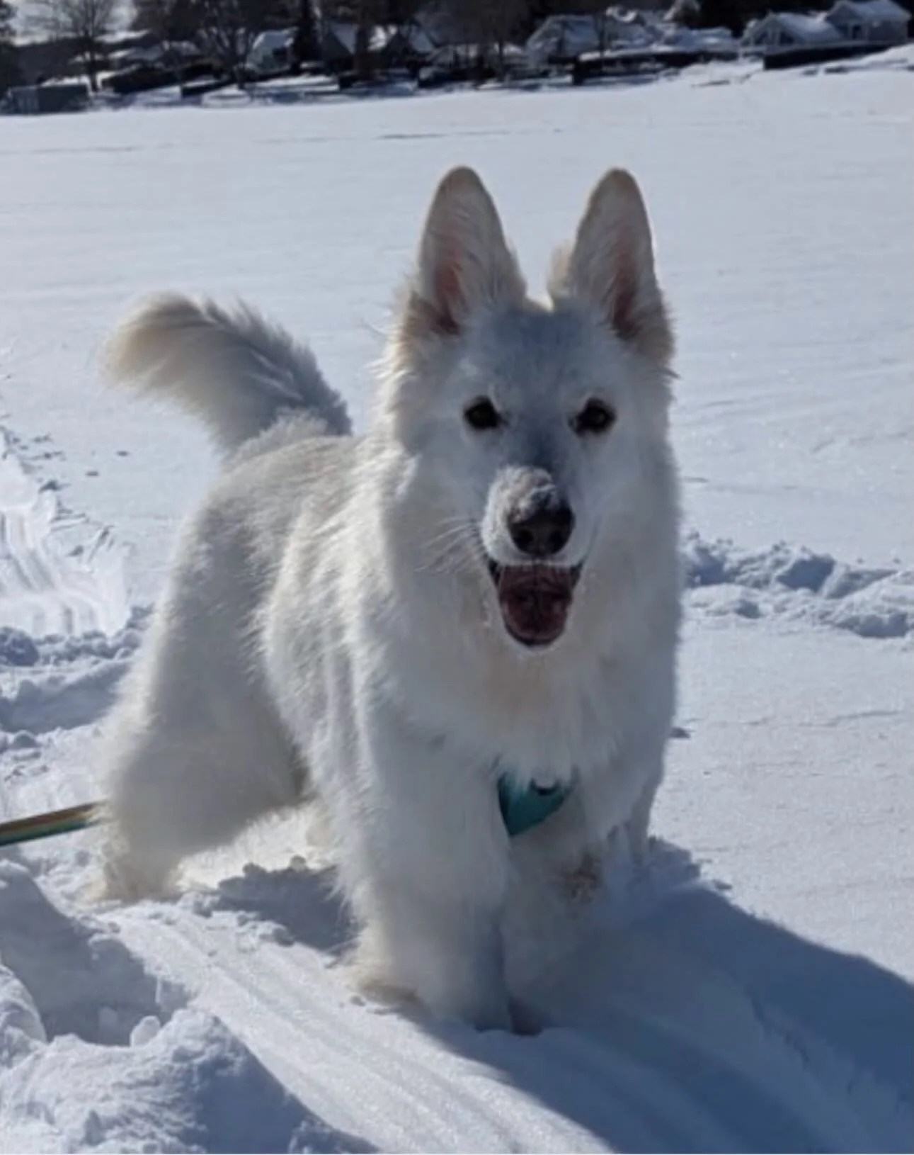 Qu&rsquo;est-ce qui rend Our Pack diff&eacute;rent ? &Ccedil;a ne s&rsquo;arr&ecirc;te pas &agrave; l&rsquo;adoption.
 Gr&acirc;ce &agrave; notre programme de familles d&rsquo;accueil (avec fournitures incluses), &agrave; nos trousses d&rsquo;adoptio